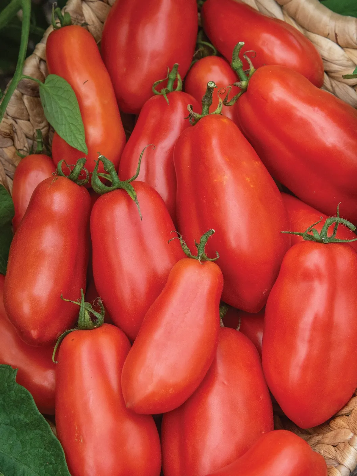 San Marzano Organic Tomatoes