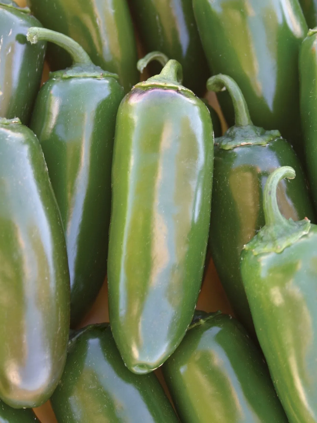 Hot, Jalapeño Gigante Peppers