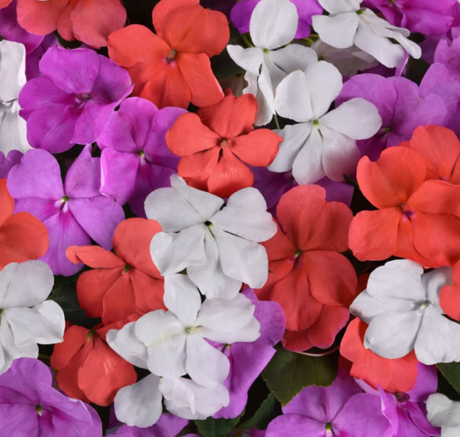 Beacon Pearl Island Mix Impatiens