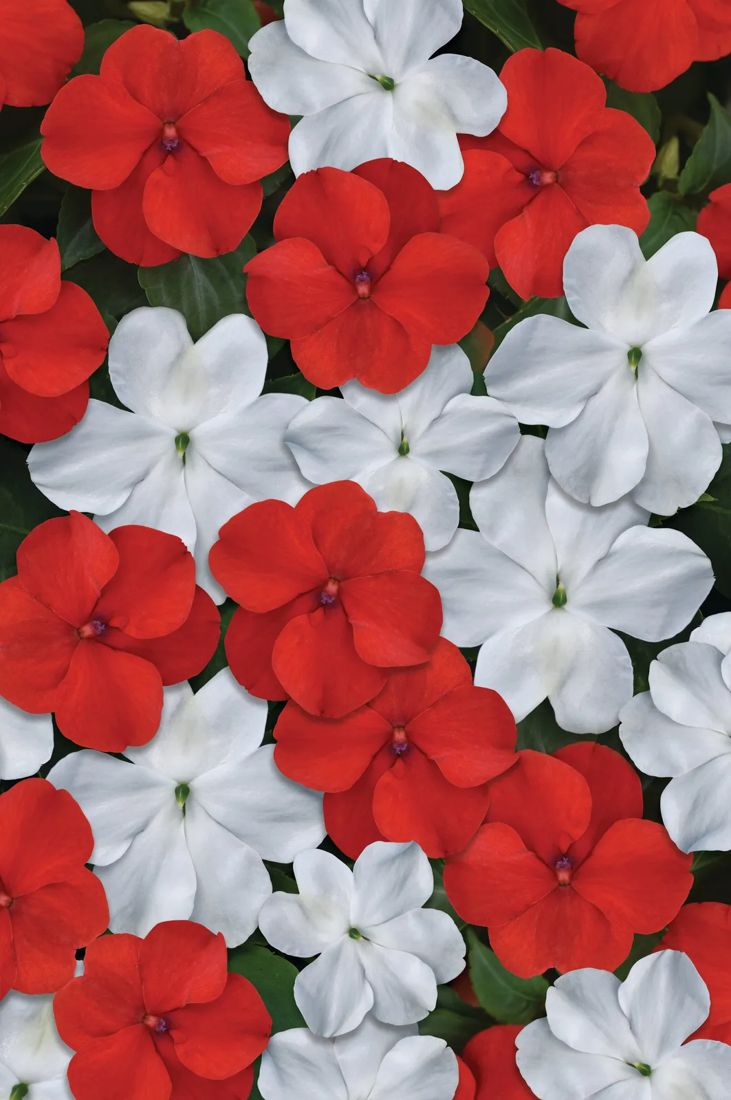 Beacon Red White Mixture Impatiens