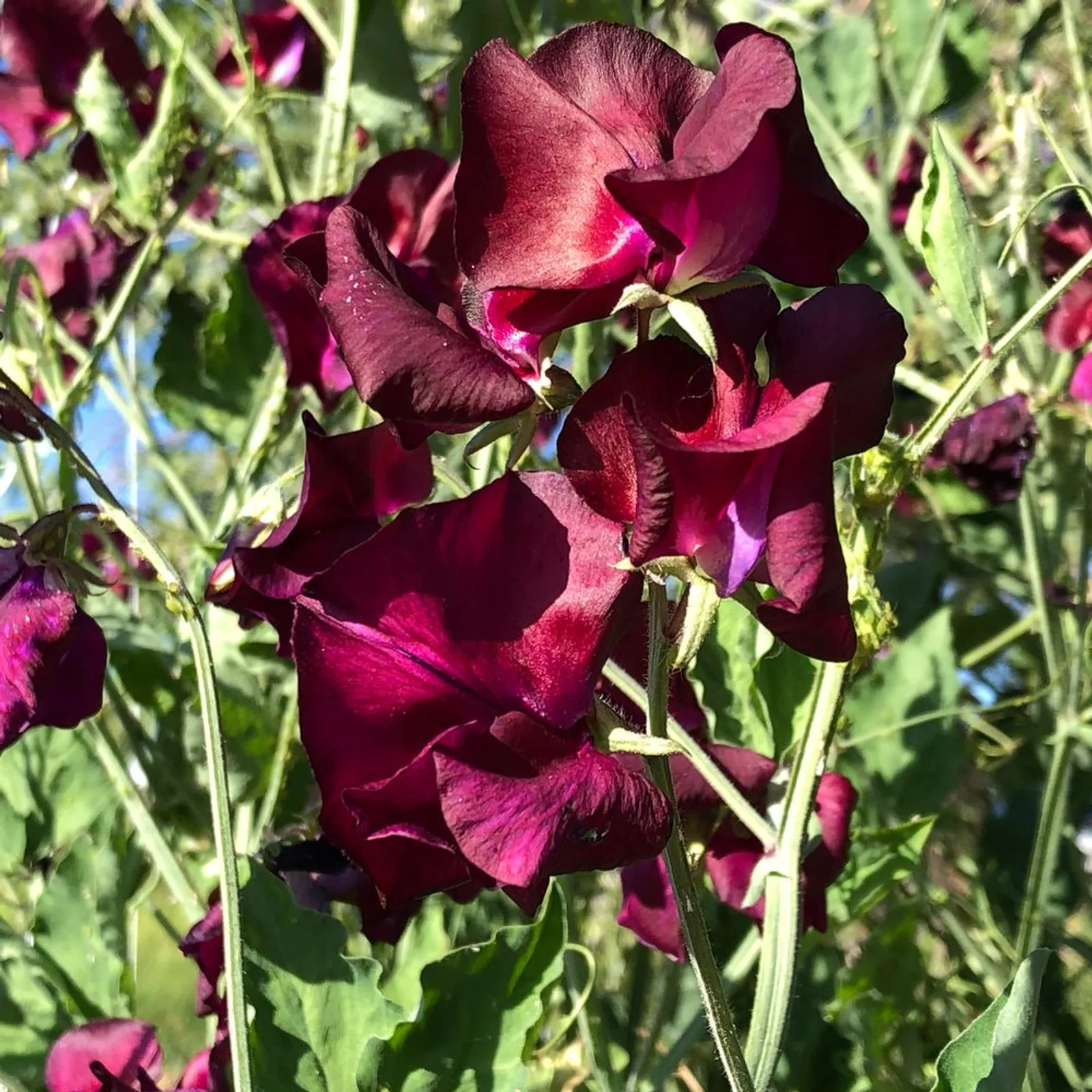 Beaujolais Sweet Peas