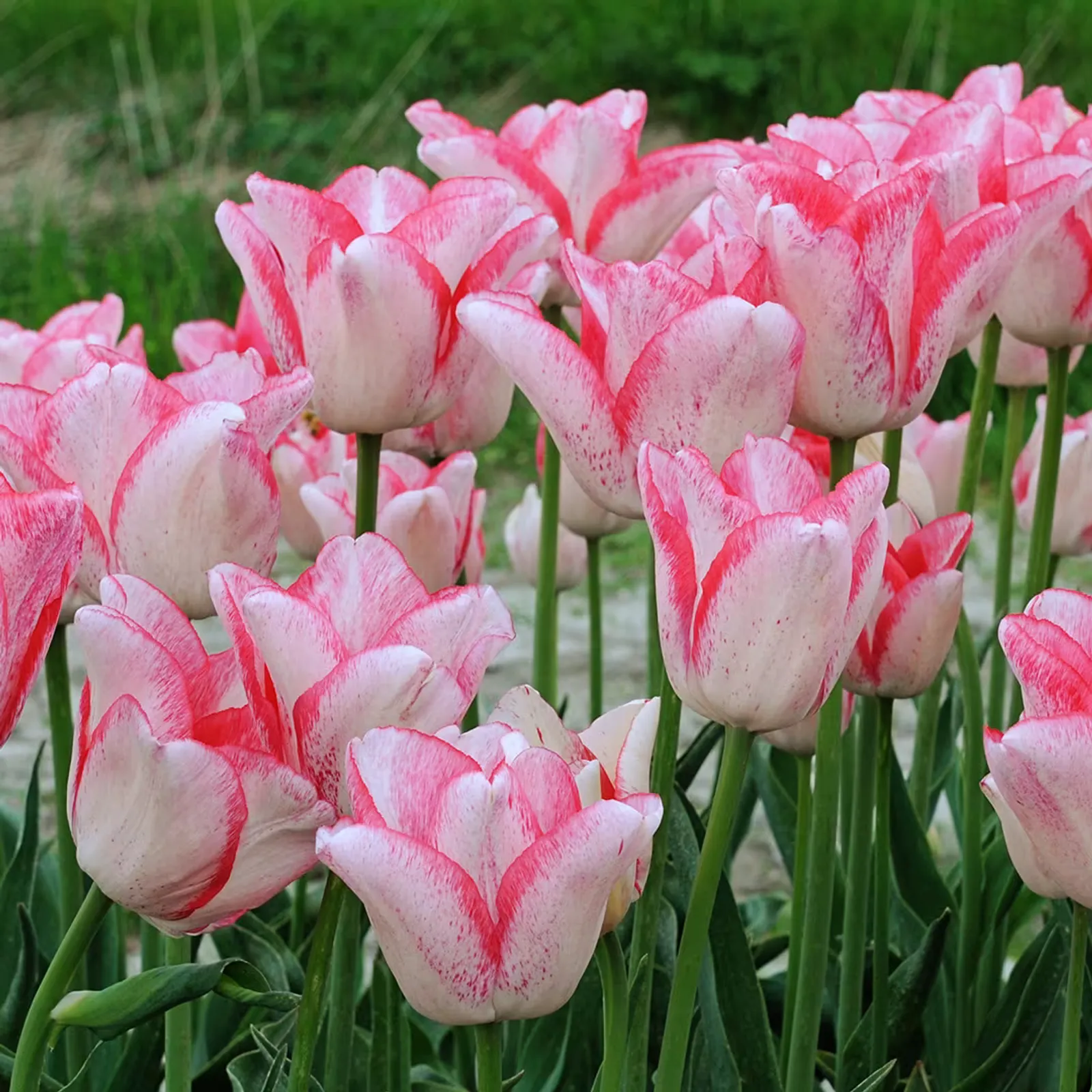 Beautytrend Tulips
