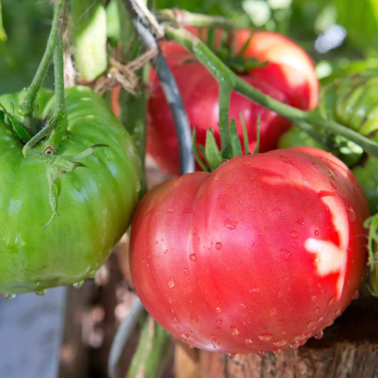 Beefsteak Tomatoes