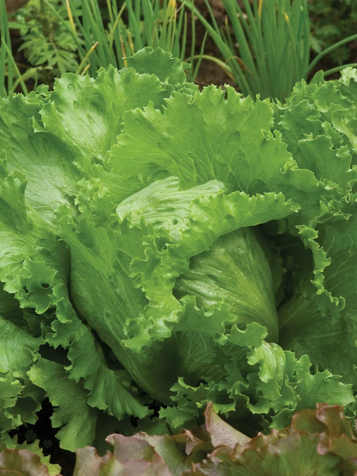 Igloo Lettuce