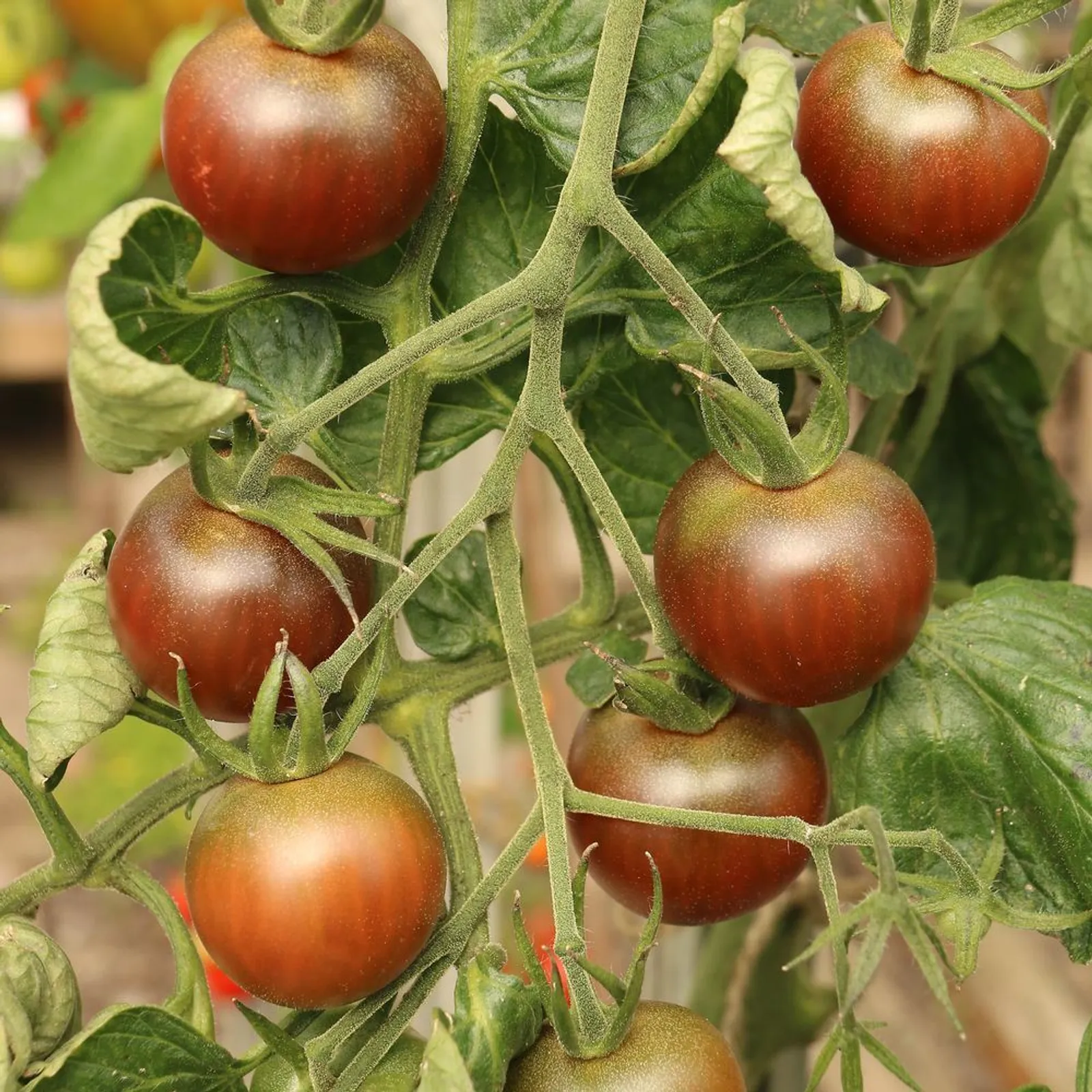 Beefy Purple Tomatoes