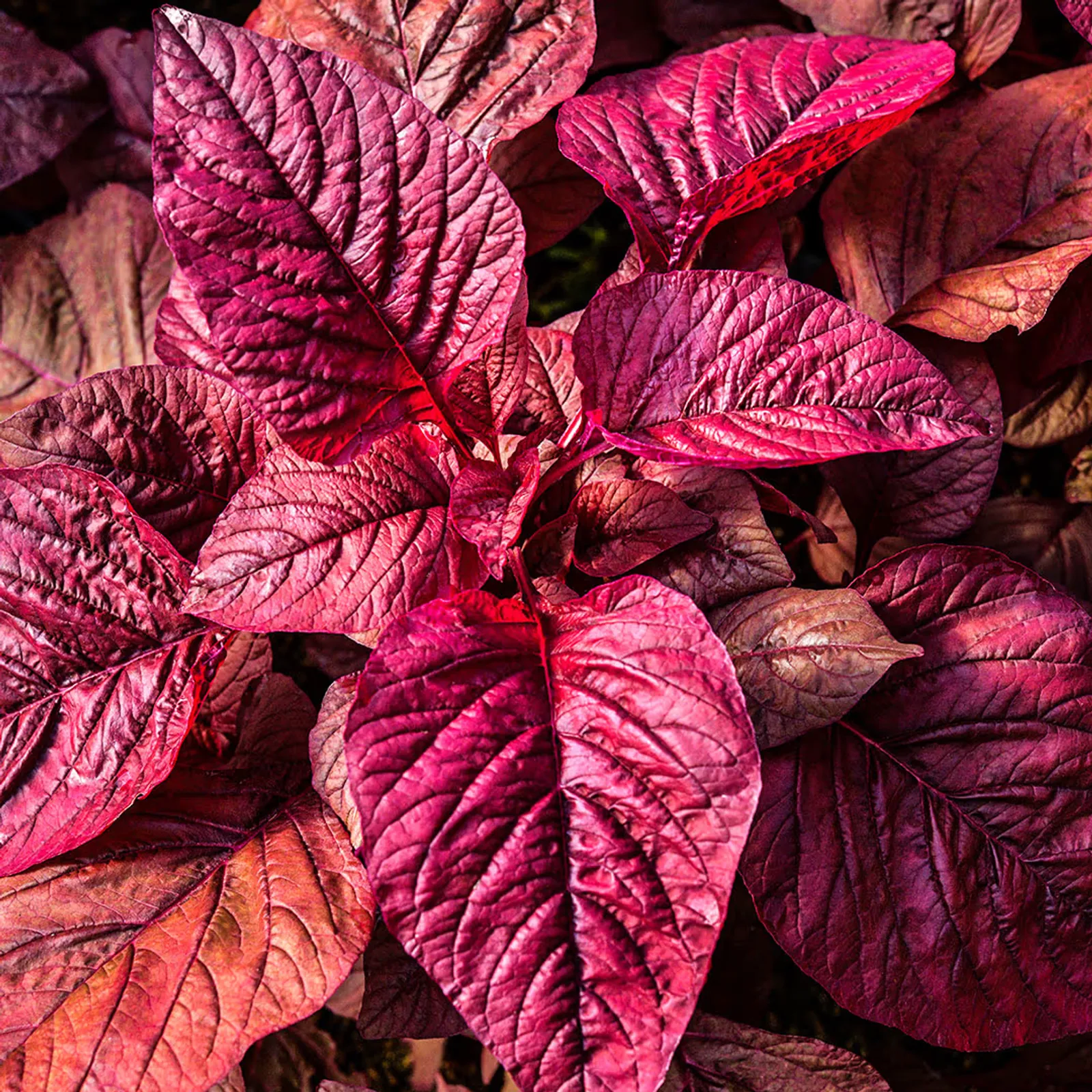 Beetroot Vlathankara Amaranth