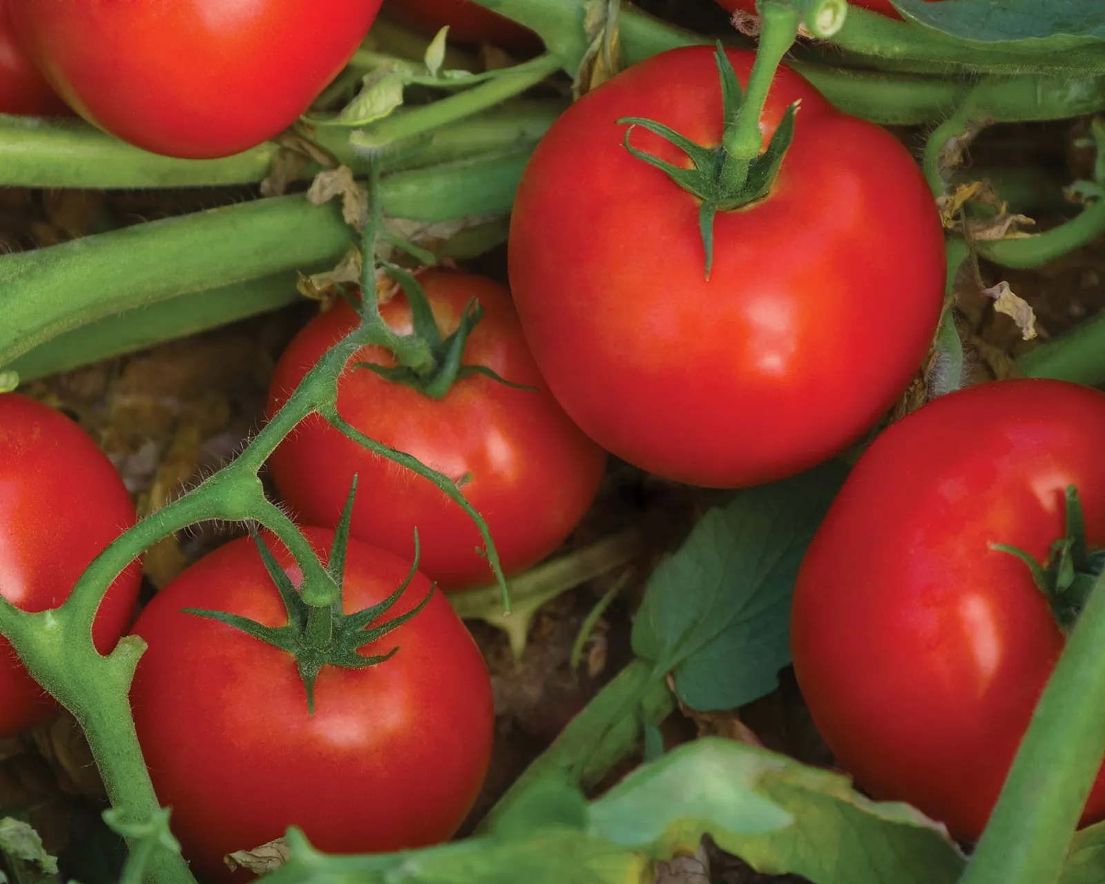 Bella Rosa Hybrid Slicing Tomatoes