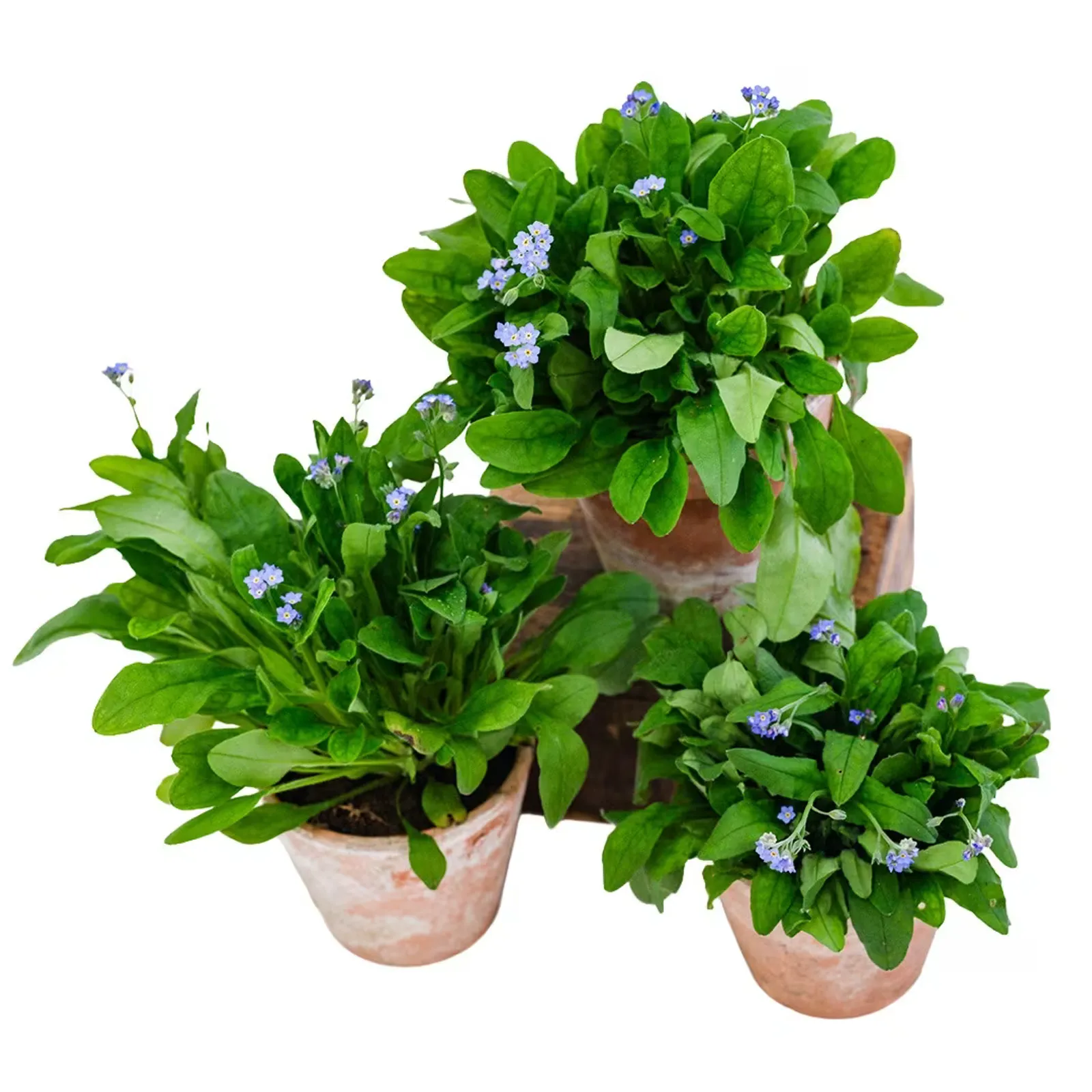 Bellamy Blue Forget-Me-Not