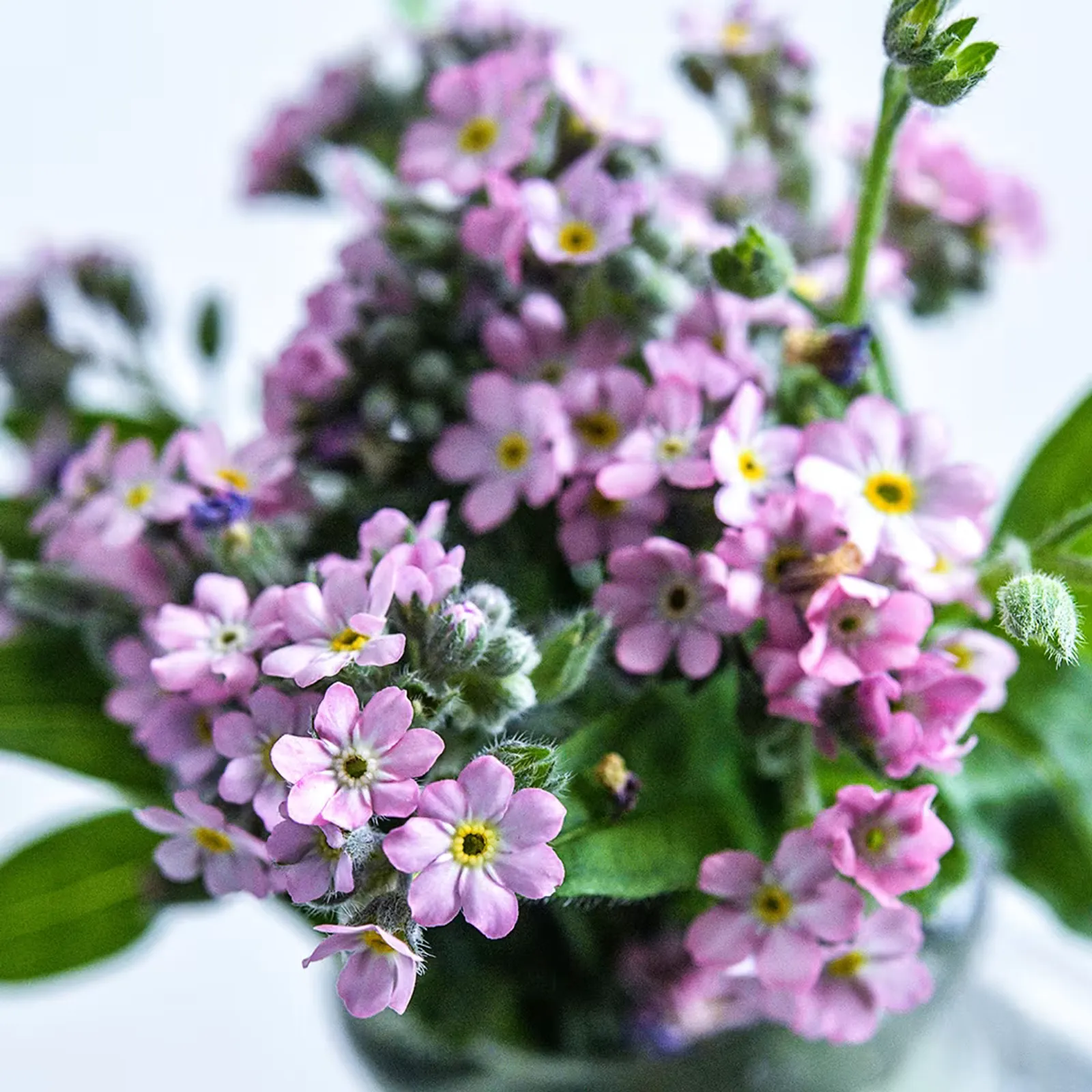 Bellamy Pink Forget-Me-Not