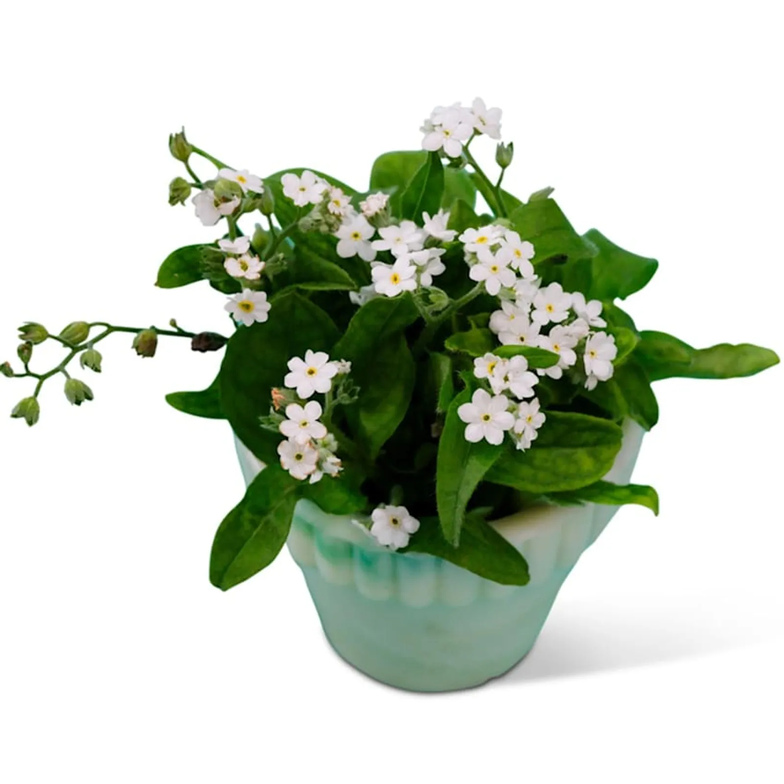 Bellamy White Forget-Me-Not