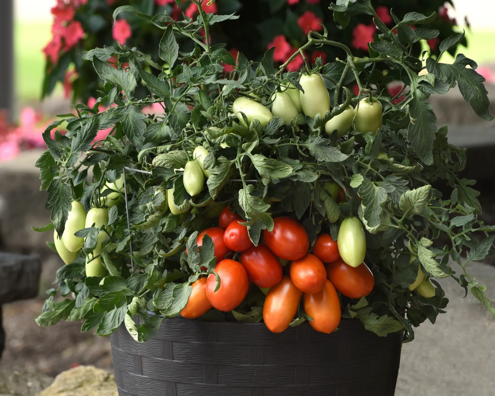 Bellatrix Hybrid Roma Tomatoes