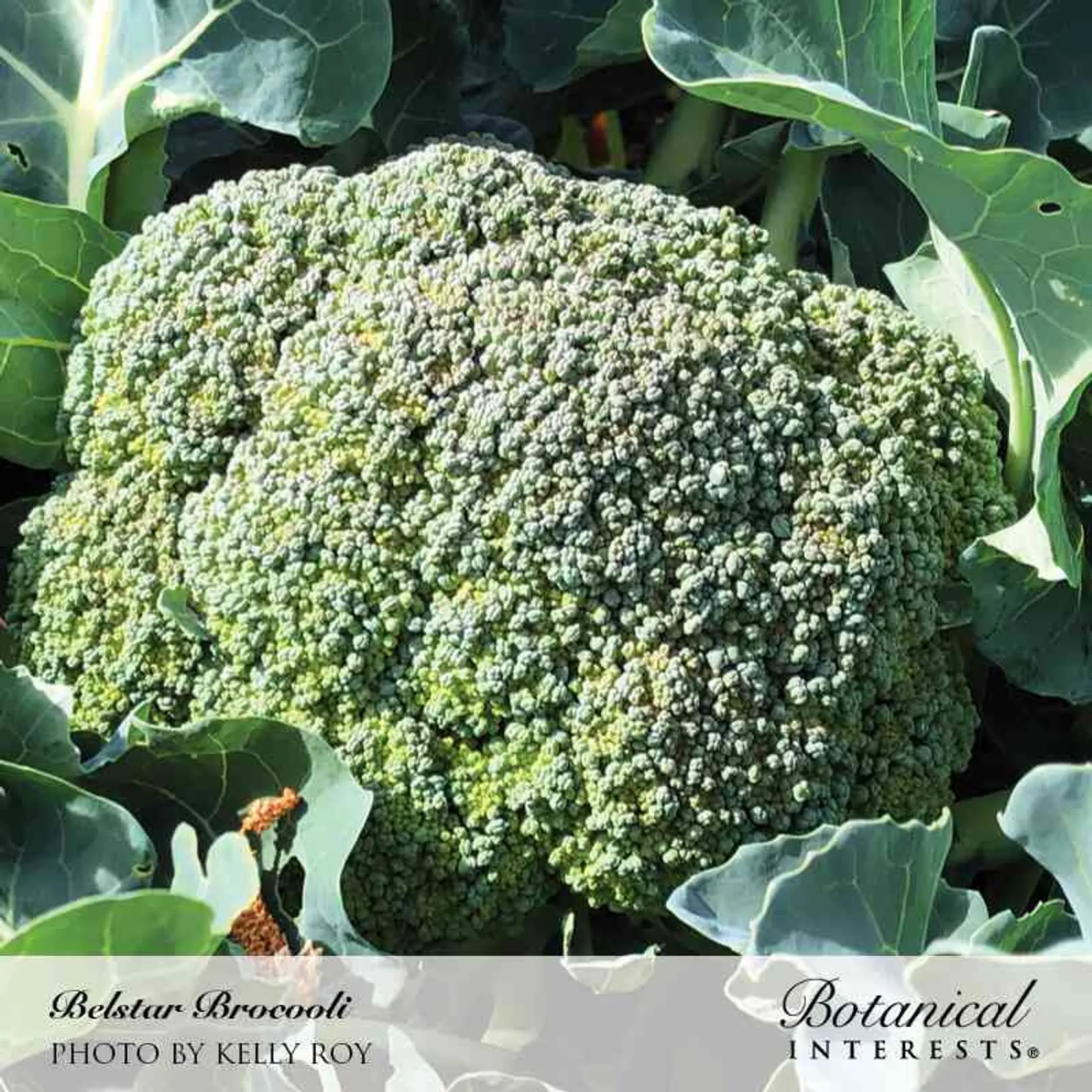 Belstar Broccoli