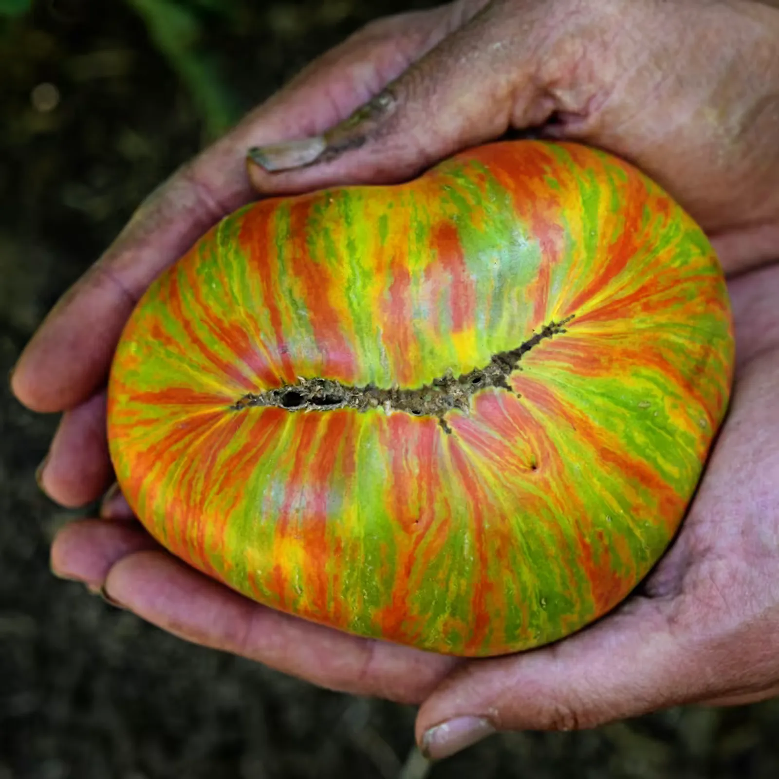 Berkeley Tie-Dye Green Tomatoes
