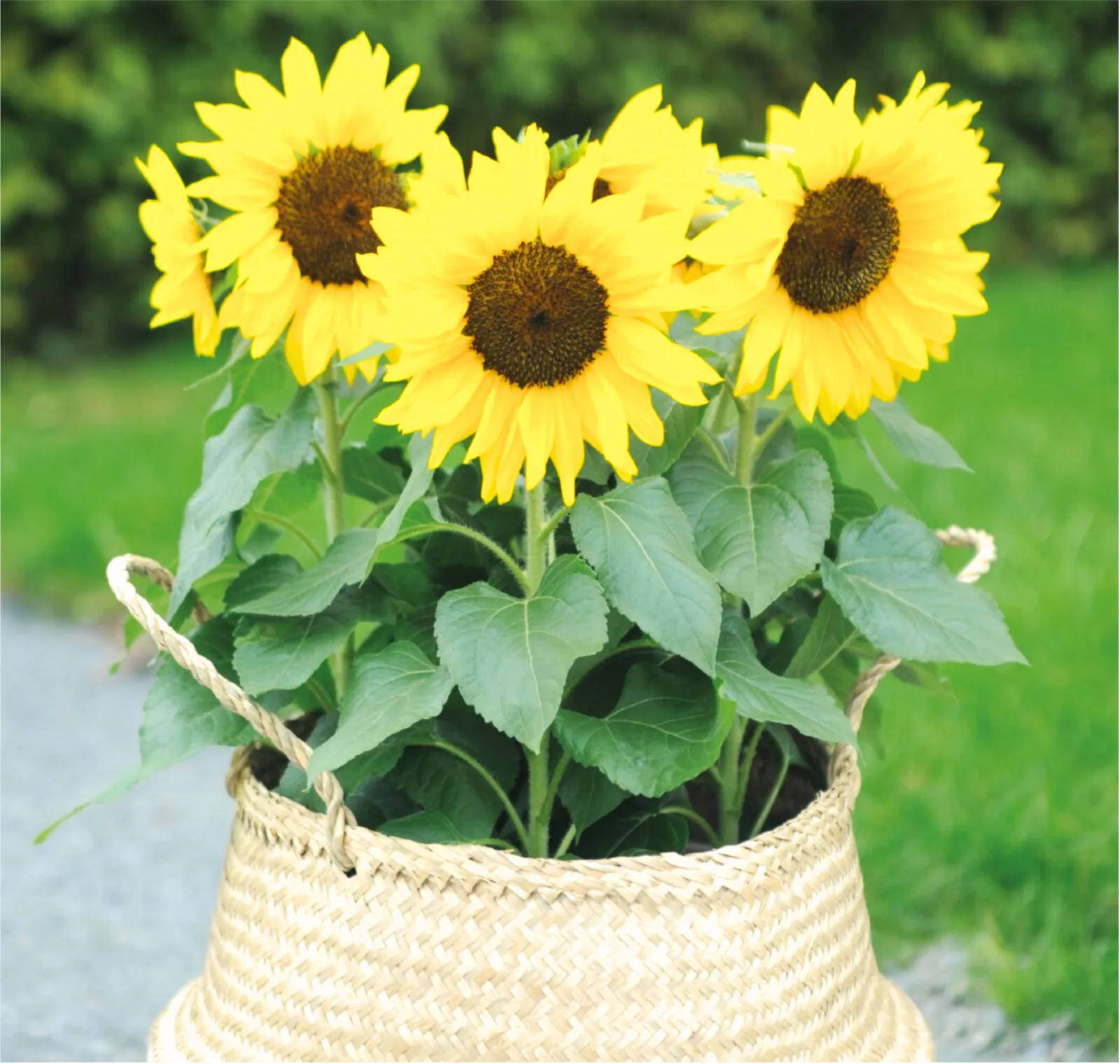 Bert Sunflower
