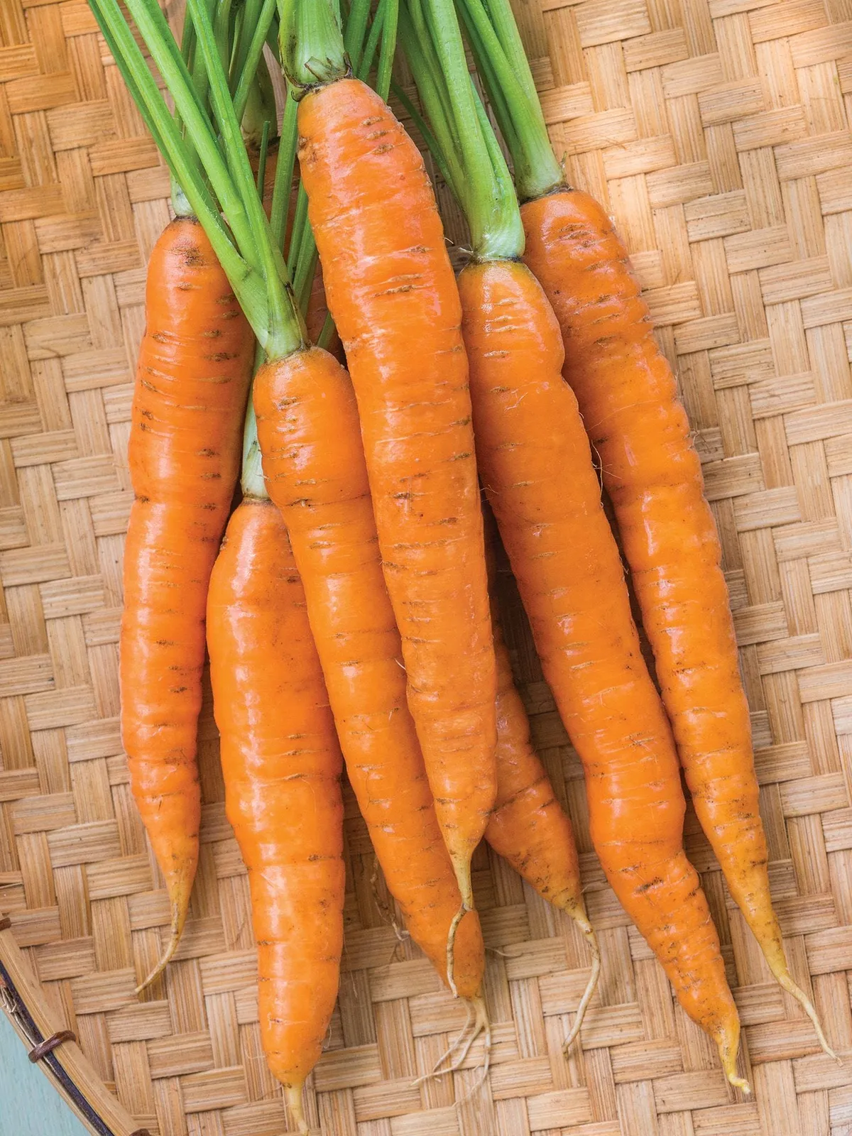 Touchon Carrots