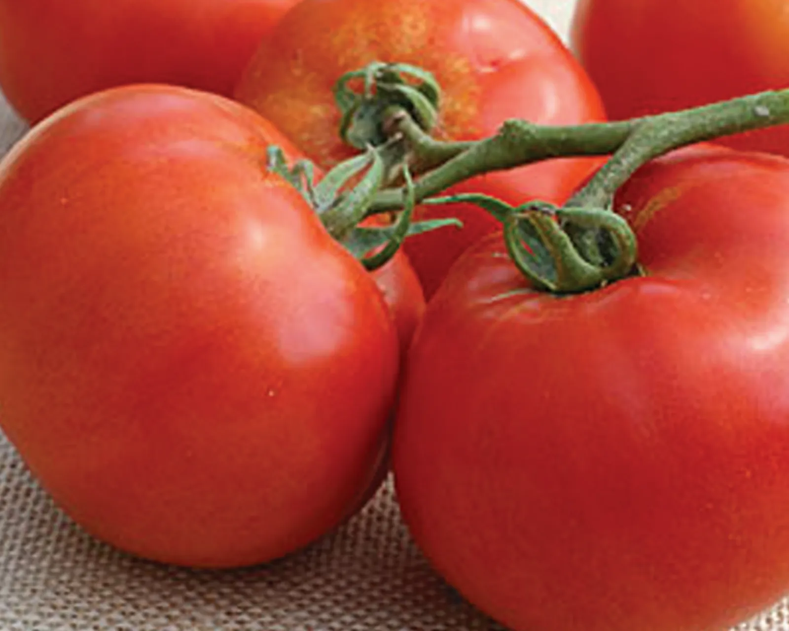 BHN 589 Tomatoes