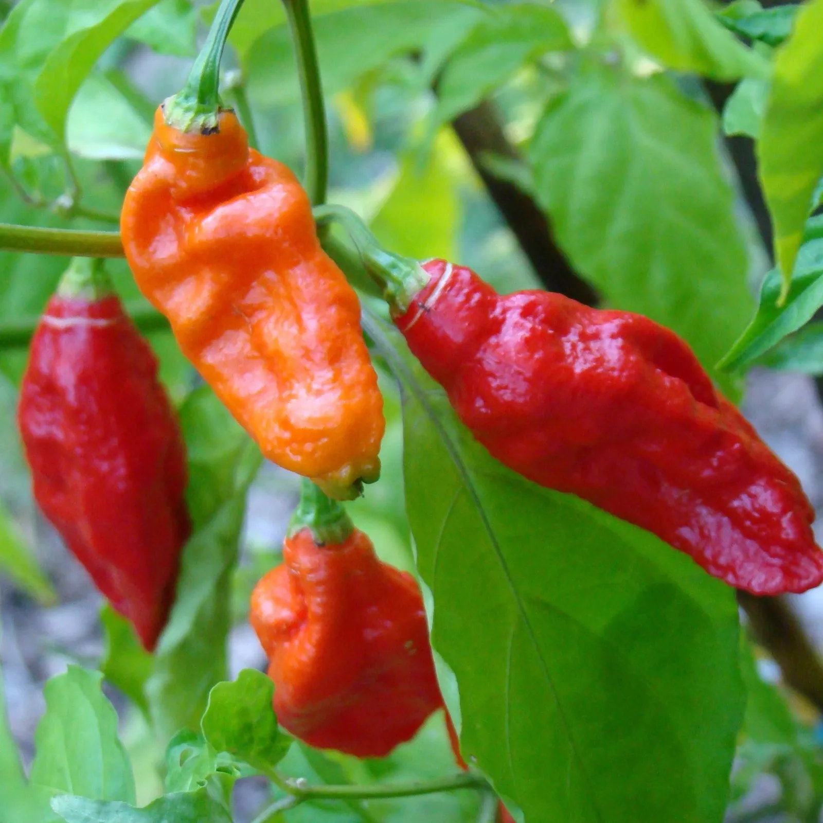 Bhut Jolokia or Red Ghost Peppers
