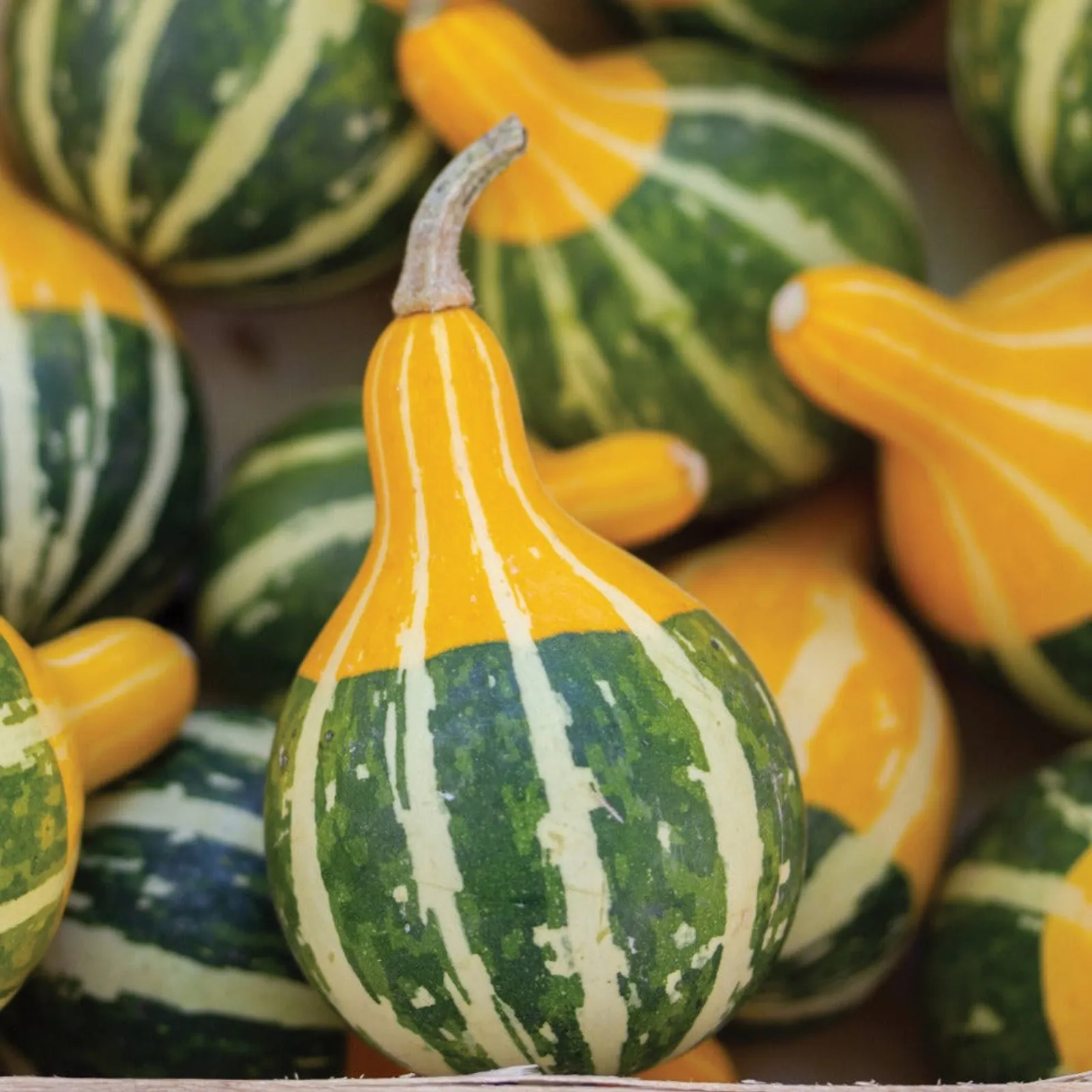 Bi-Color Pear Gourds