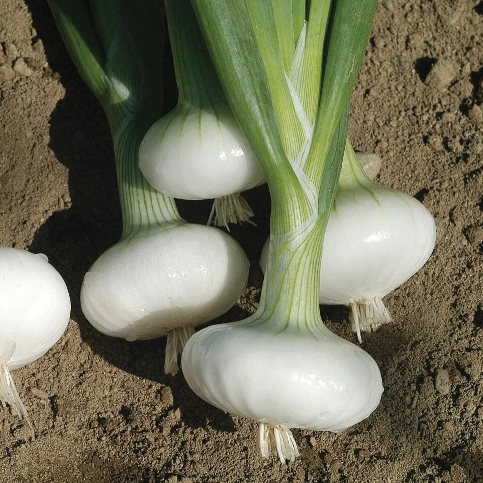 Bianca Di Maggio Onions