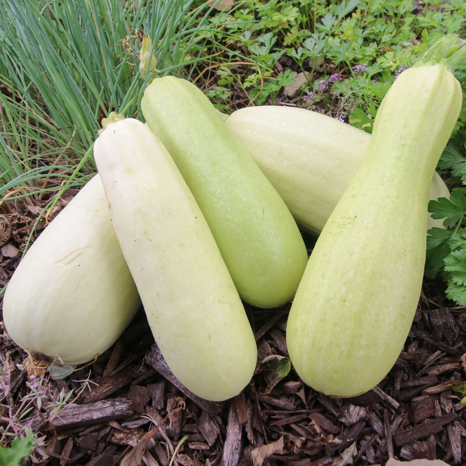 Bianco Di Trieste Zucchini Squash