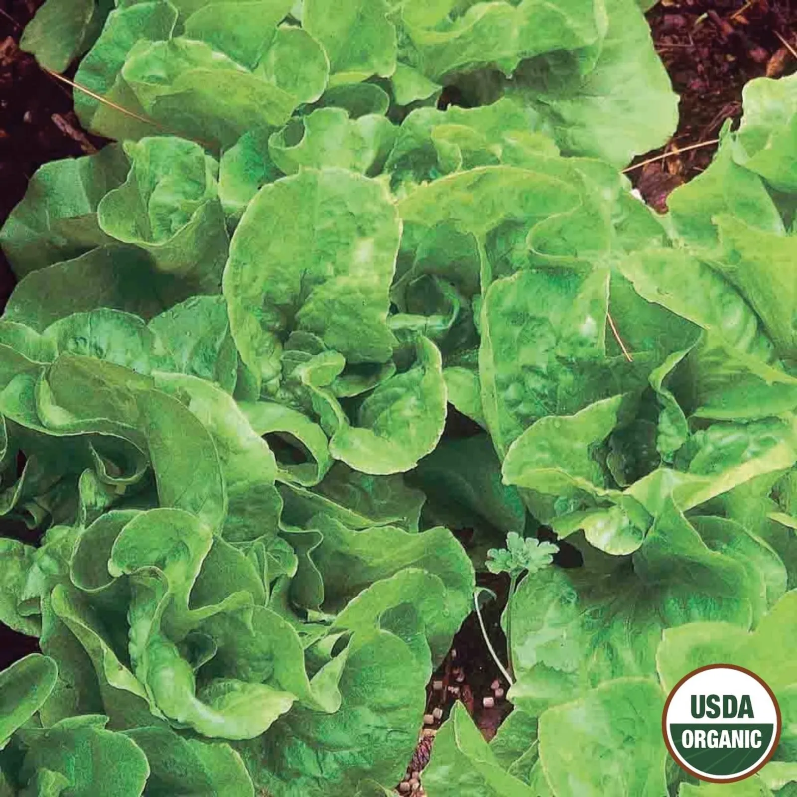 Bibb Lettuce