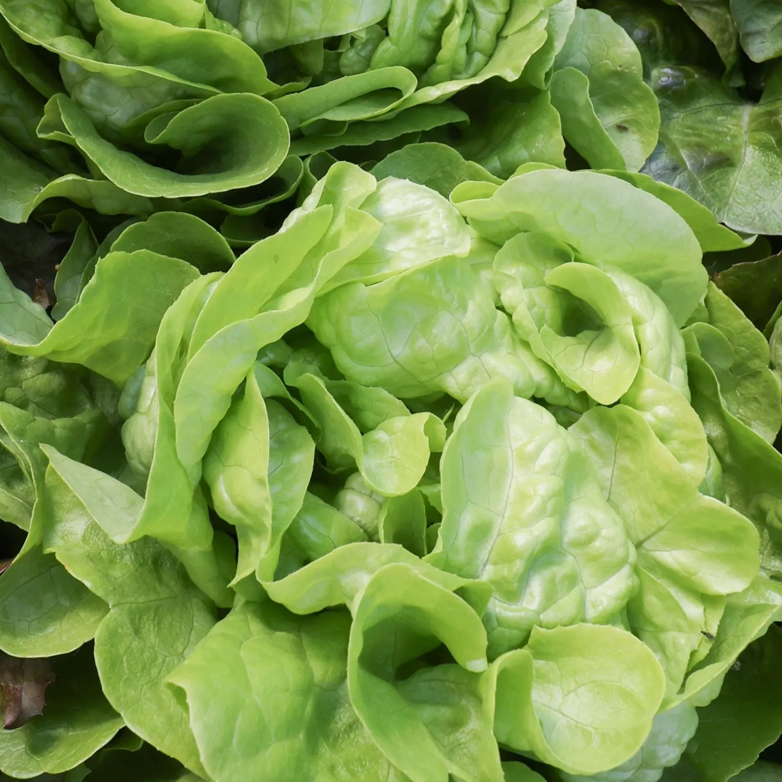 Butterhead Lettuce