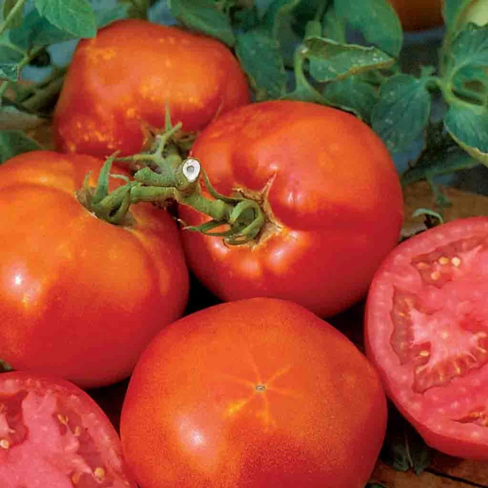 Burpees Big Boy Tomatoes