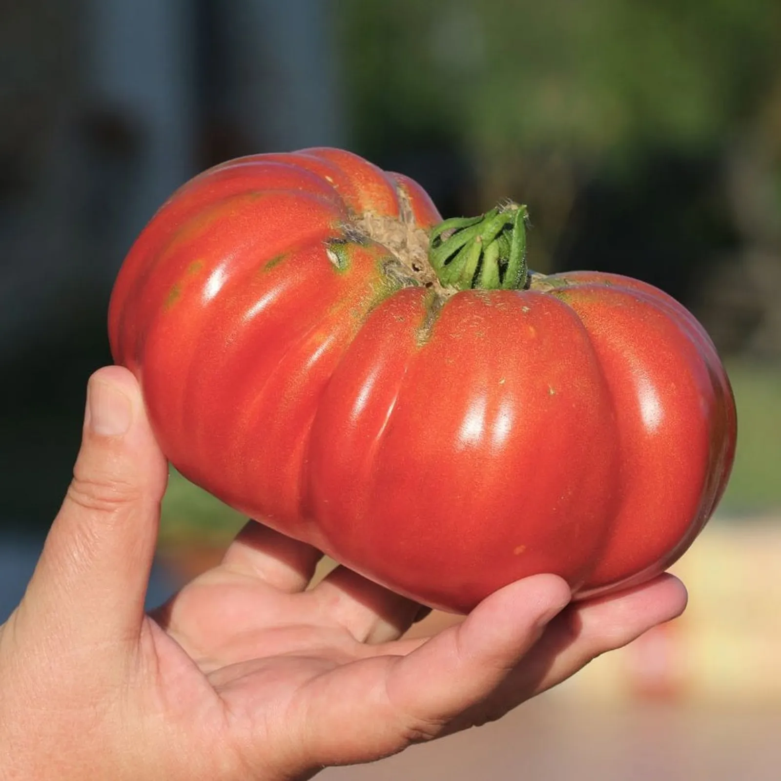 Big Brandy Pole Tomatoes