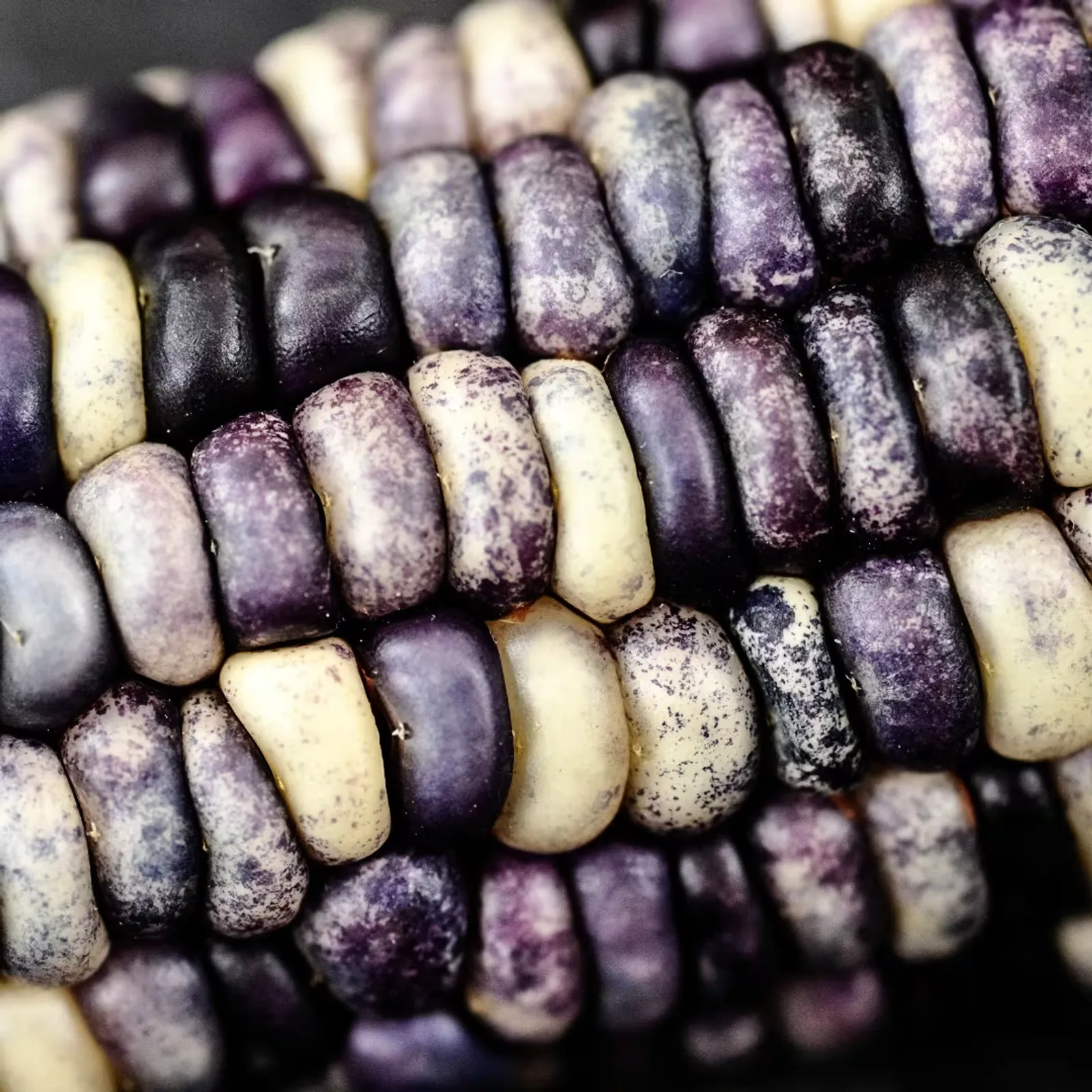 Big Horse Spotted Corn
