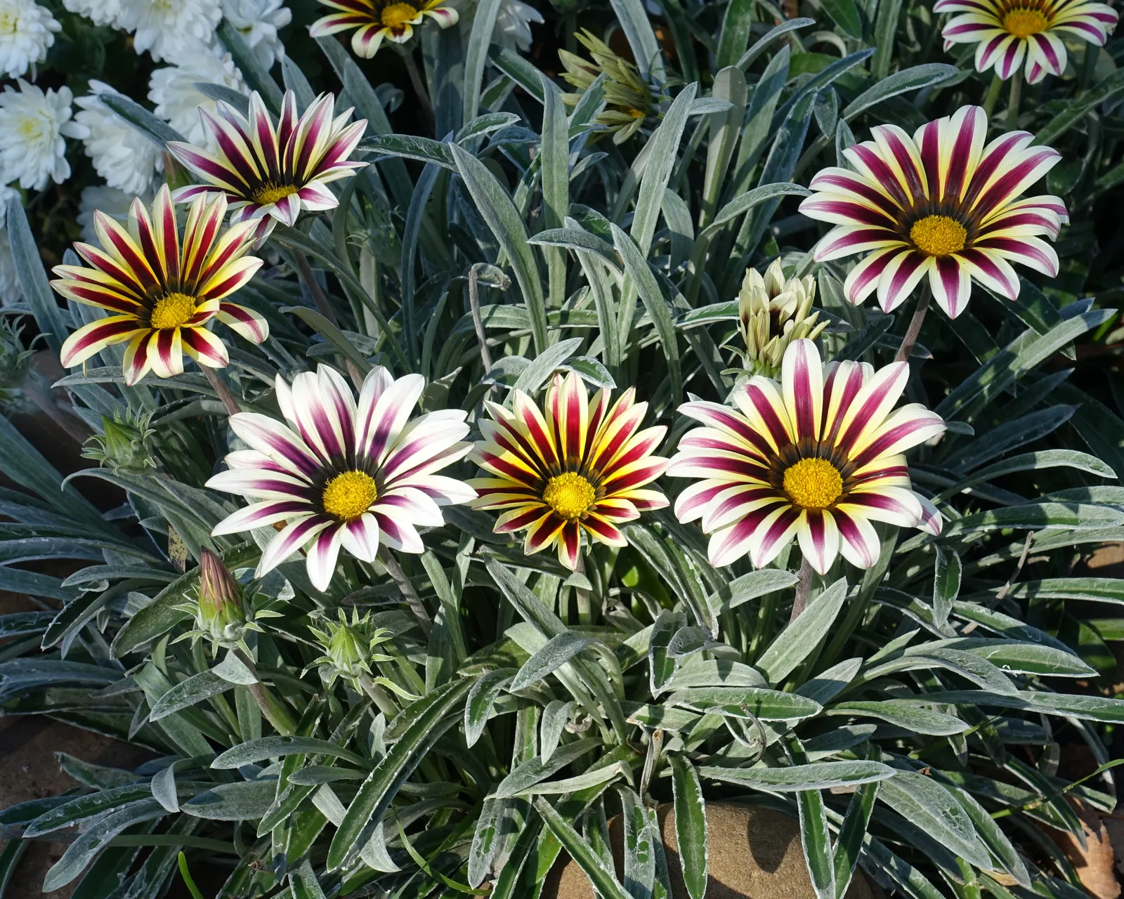 Big Kiss White Flame Hybrid Gazania Petunia
