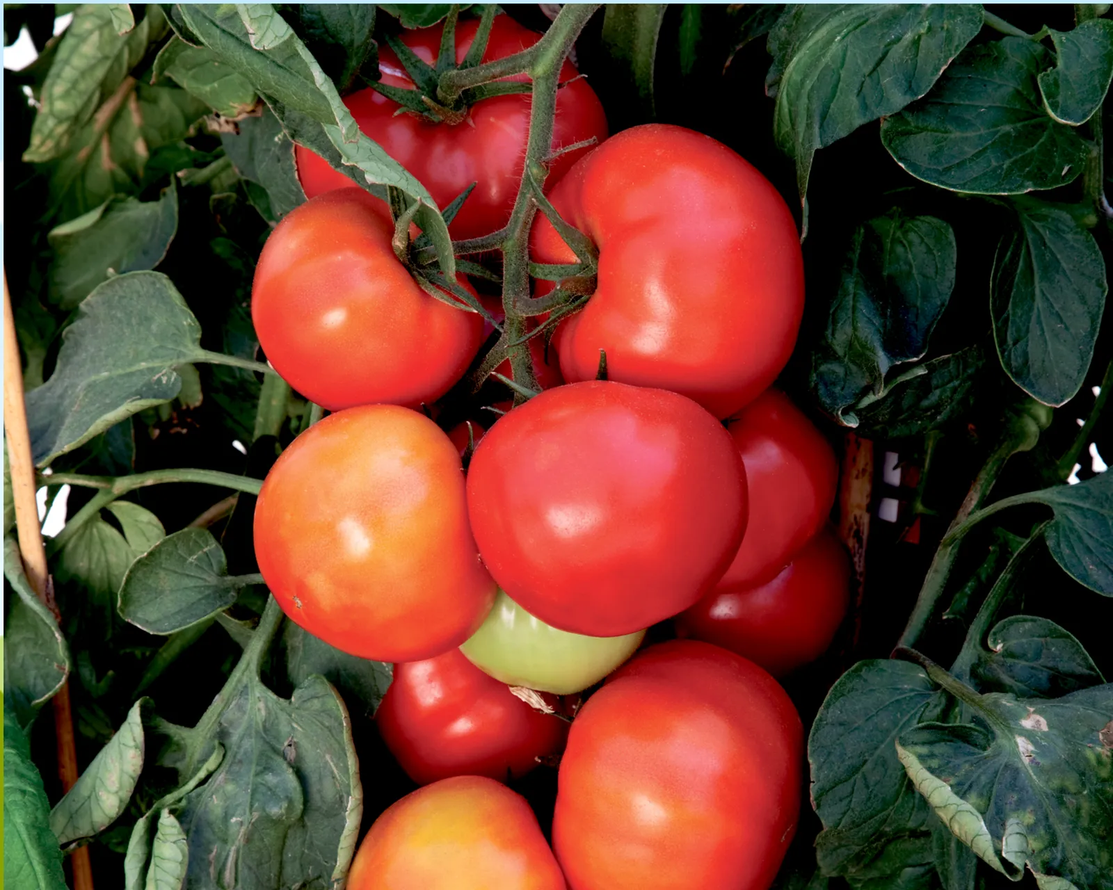 Big Beef Tomatoes