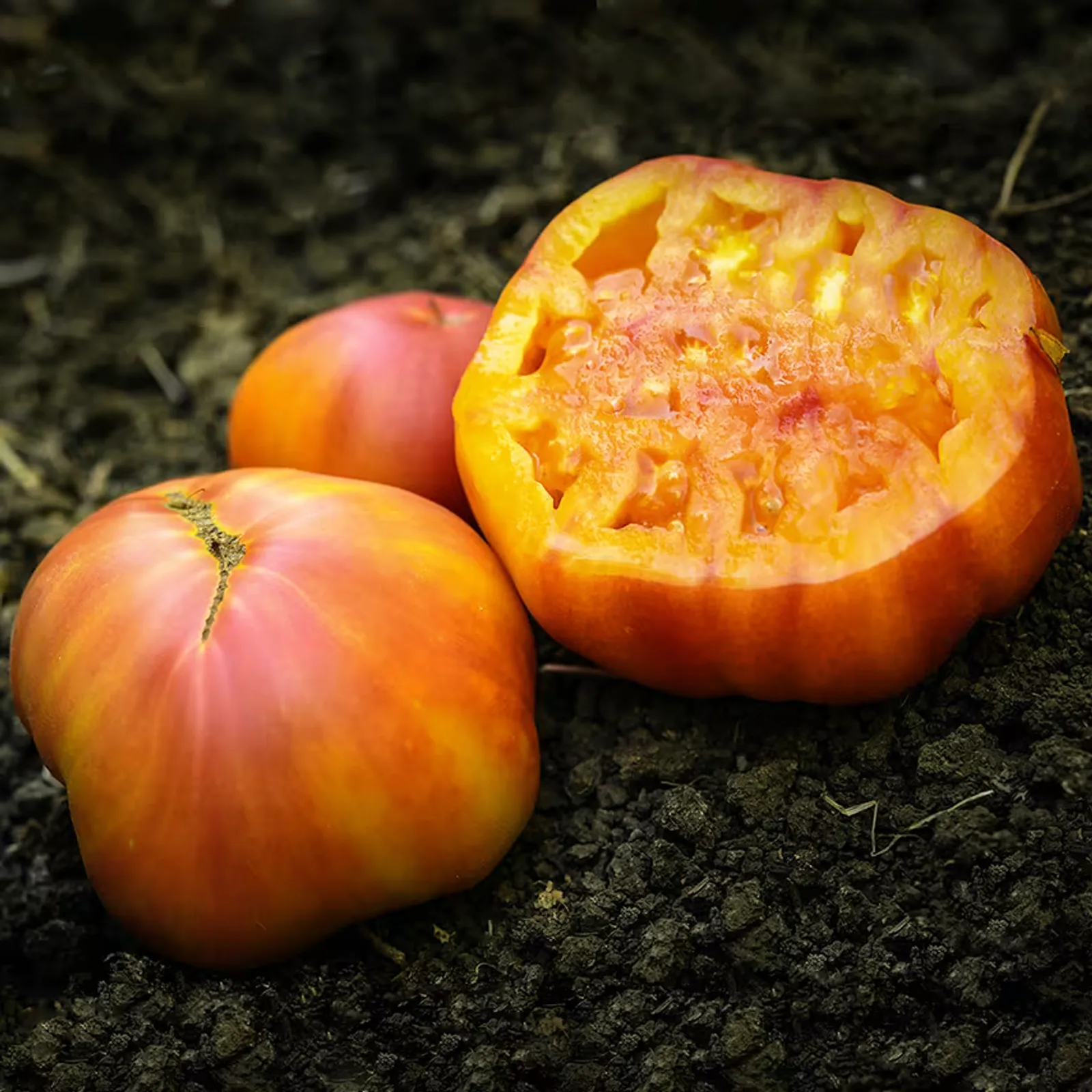 Big Rainbow Tomatoes
