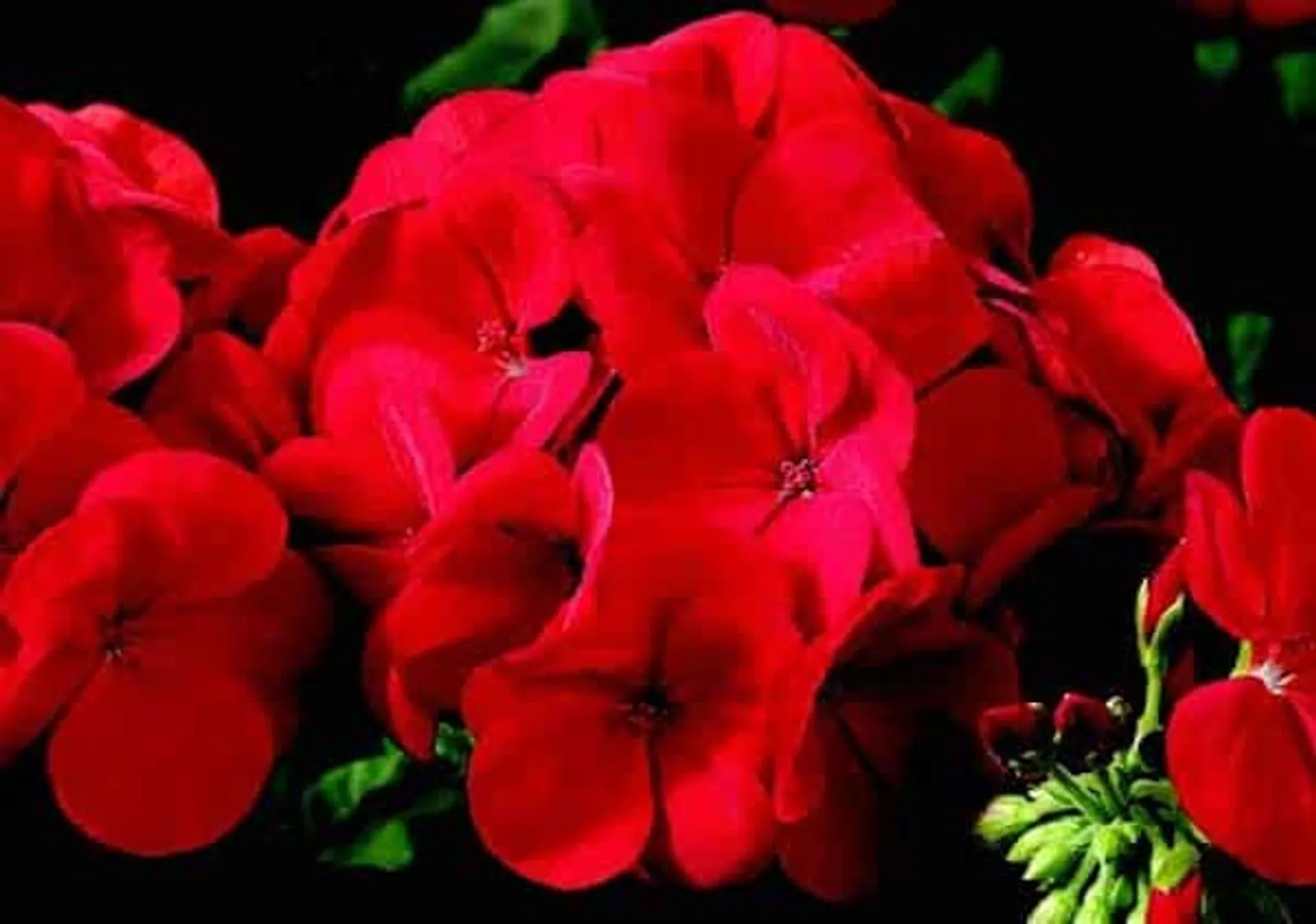 Big Red Geranium