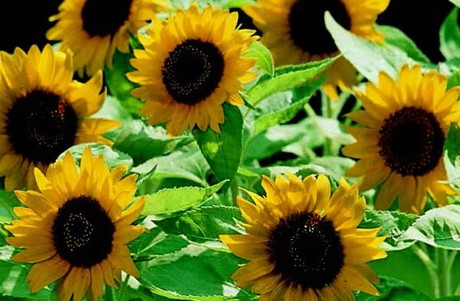 Big Smile Sunflower