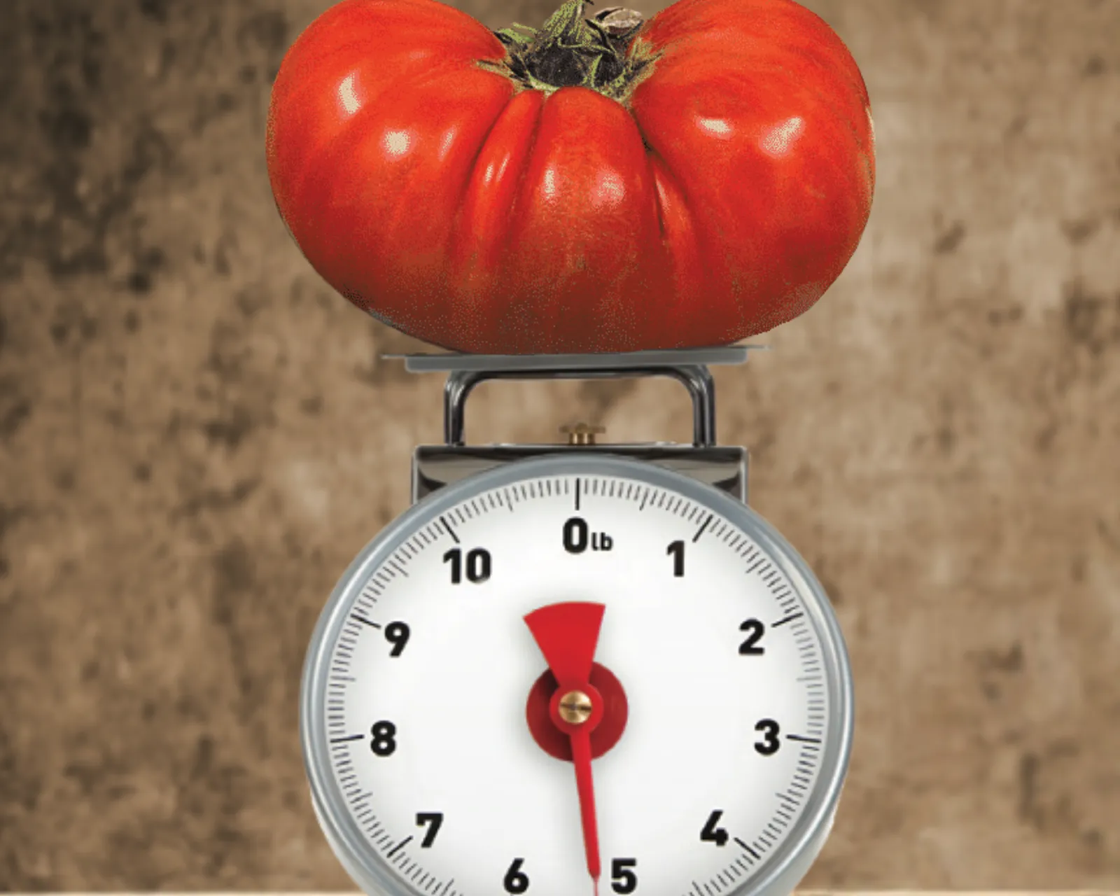 Big Zac Hybrid Giant Beefsteak Tomatoes