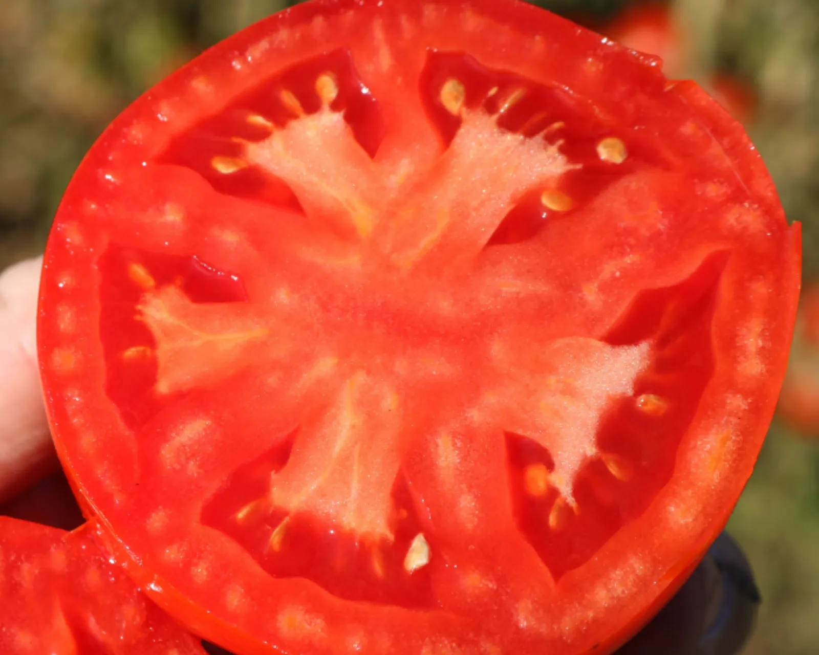 Biltmore Tomatoes