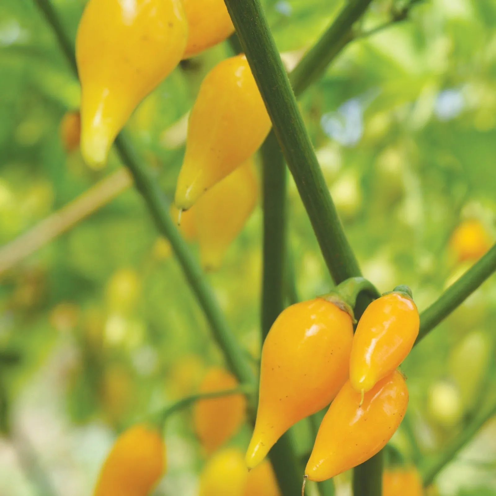 Biquinho Yellow Peppers