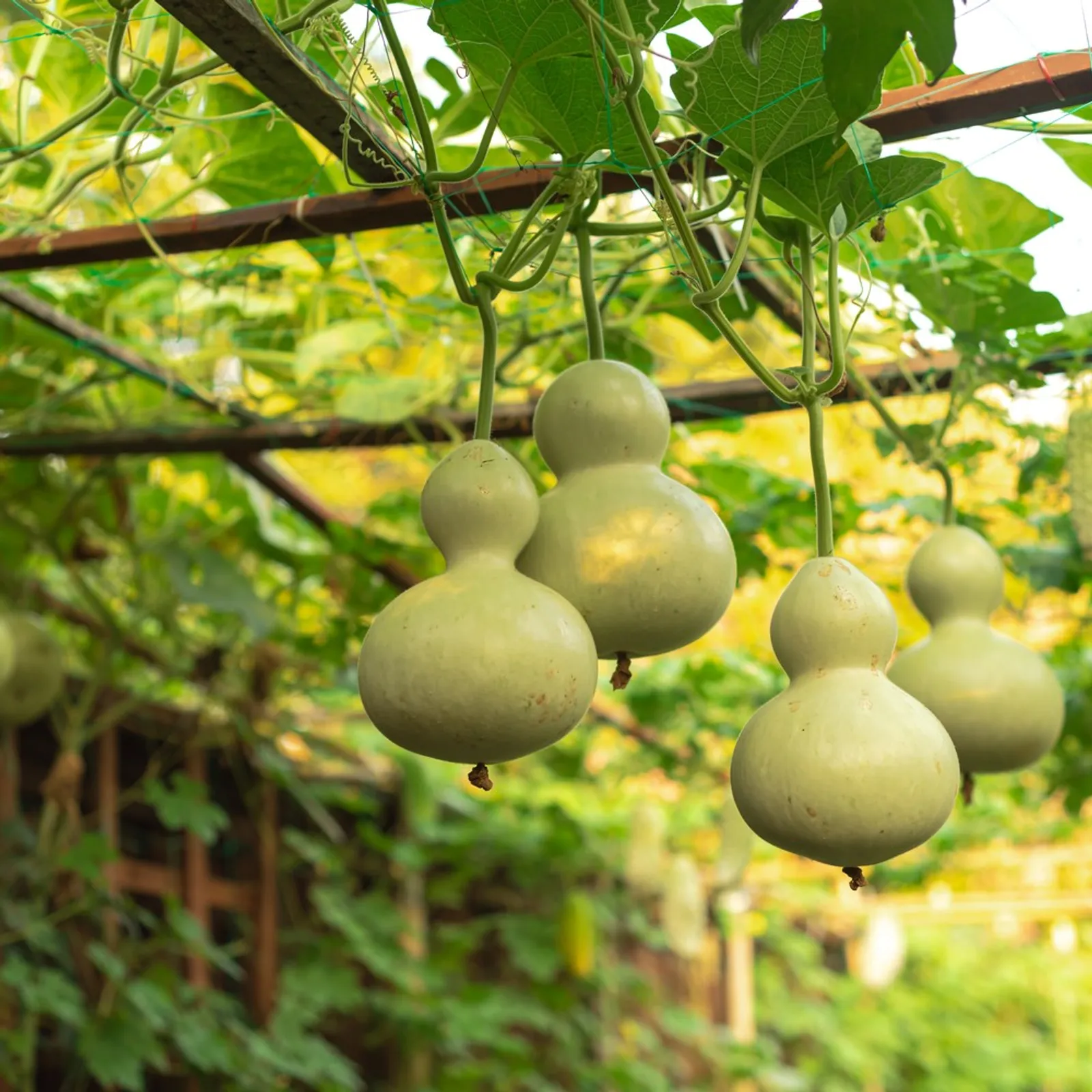 Birdhouse Gourds