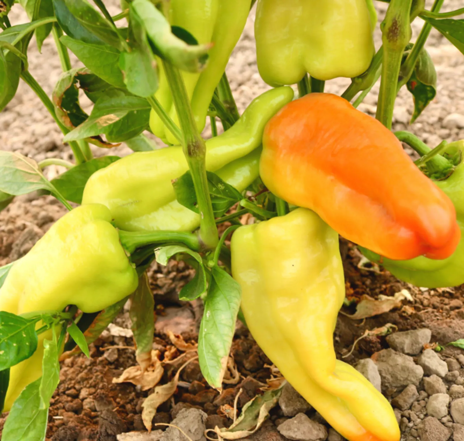 Biscayne Peppers