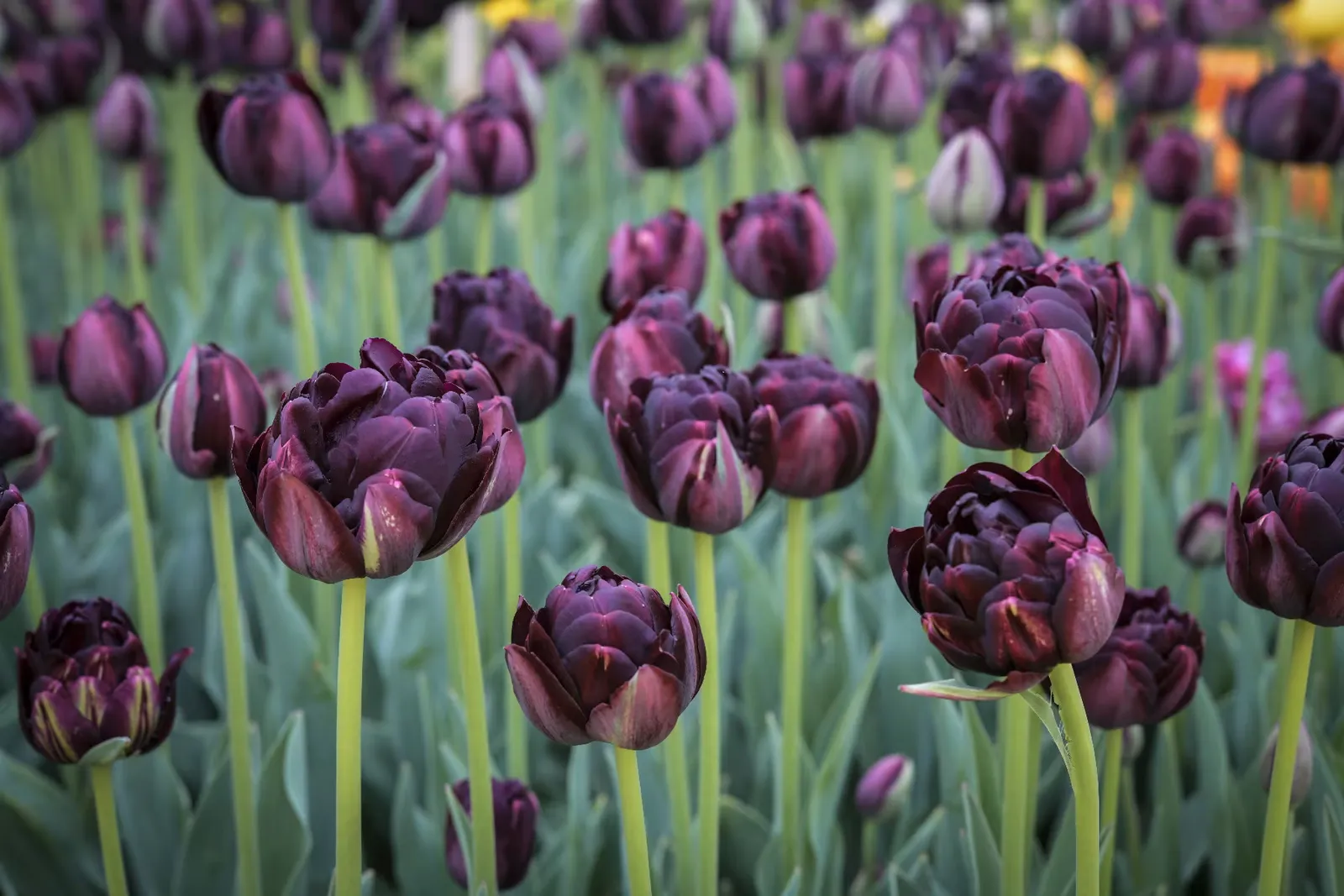 Black Hero Tulips