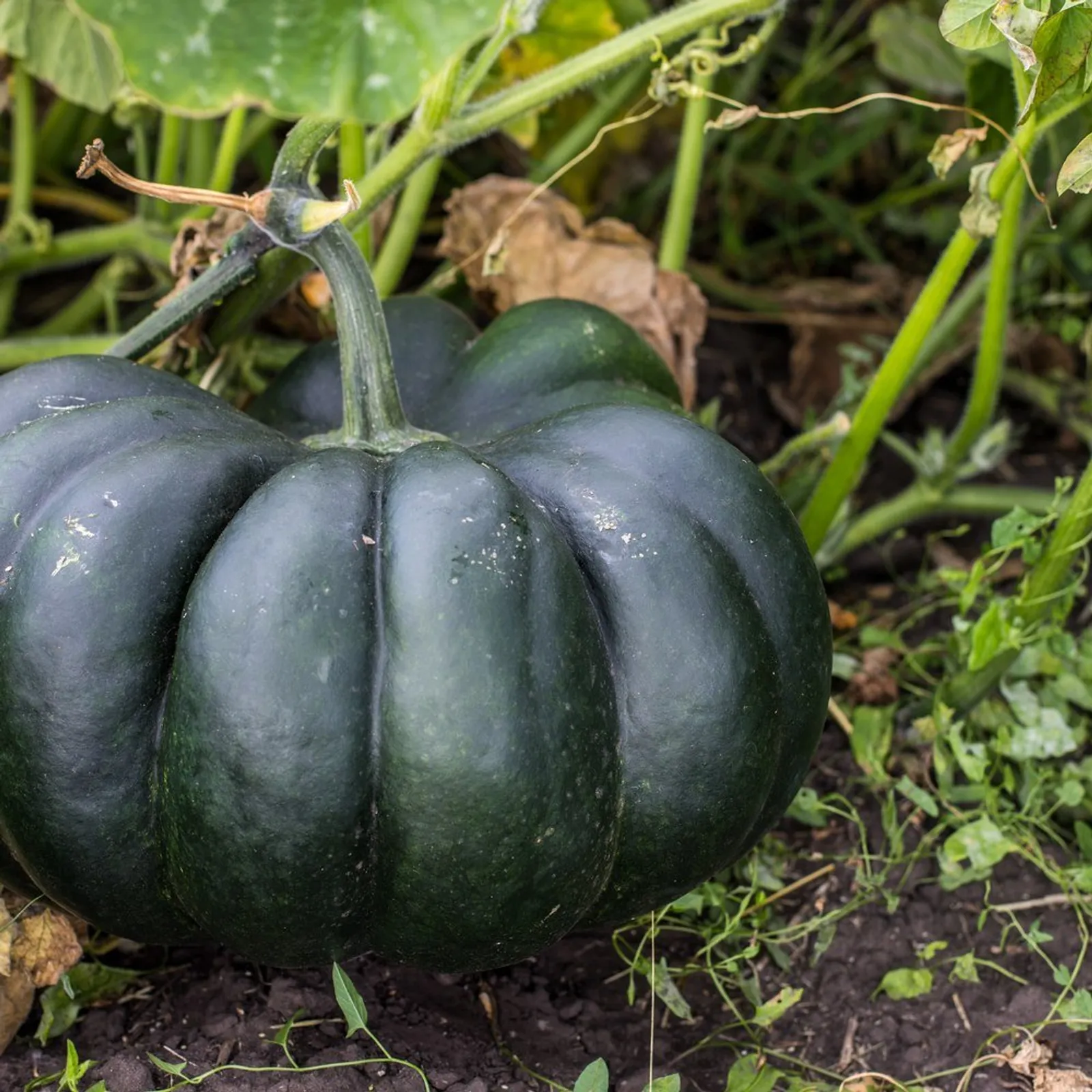 Black Kat Pumpkin