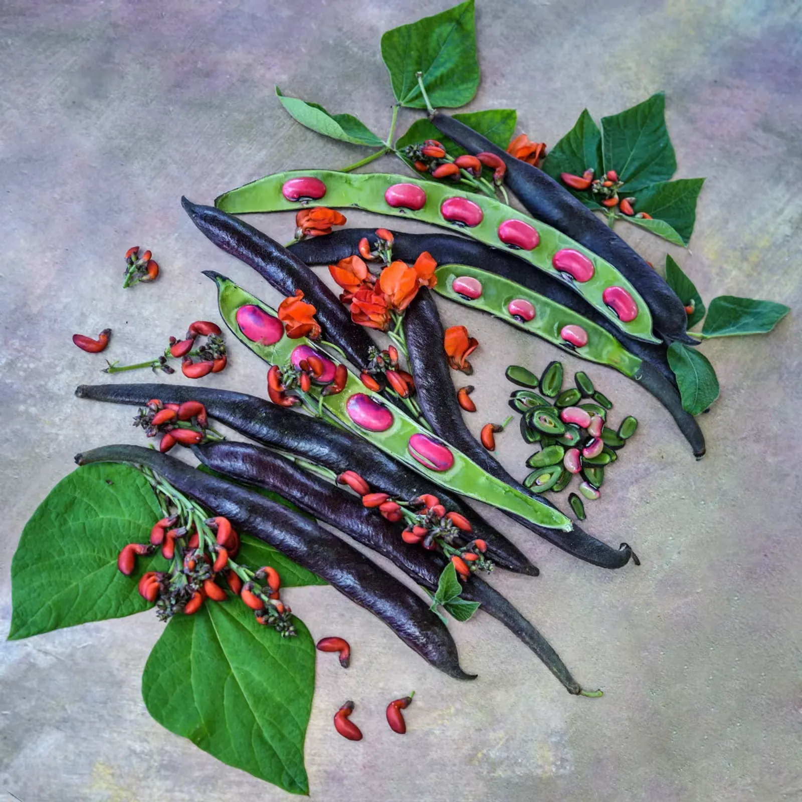 Black Knight Beans