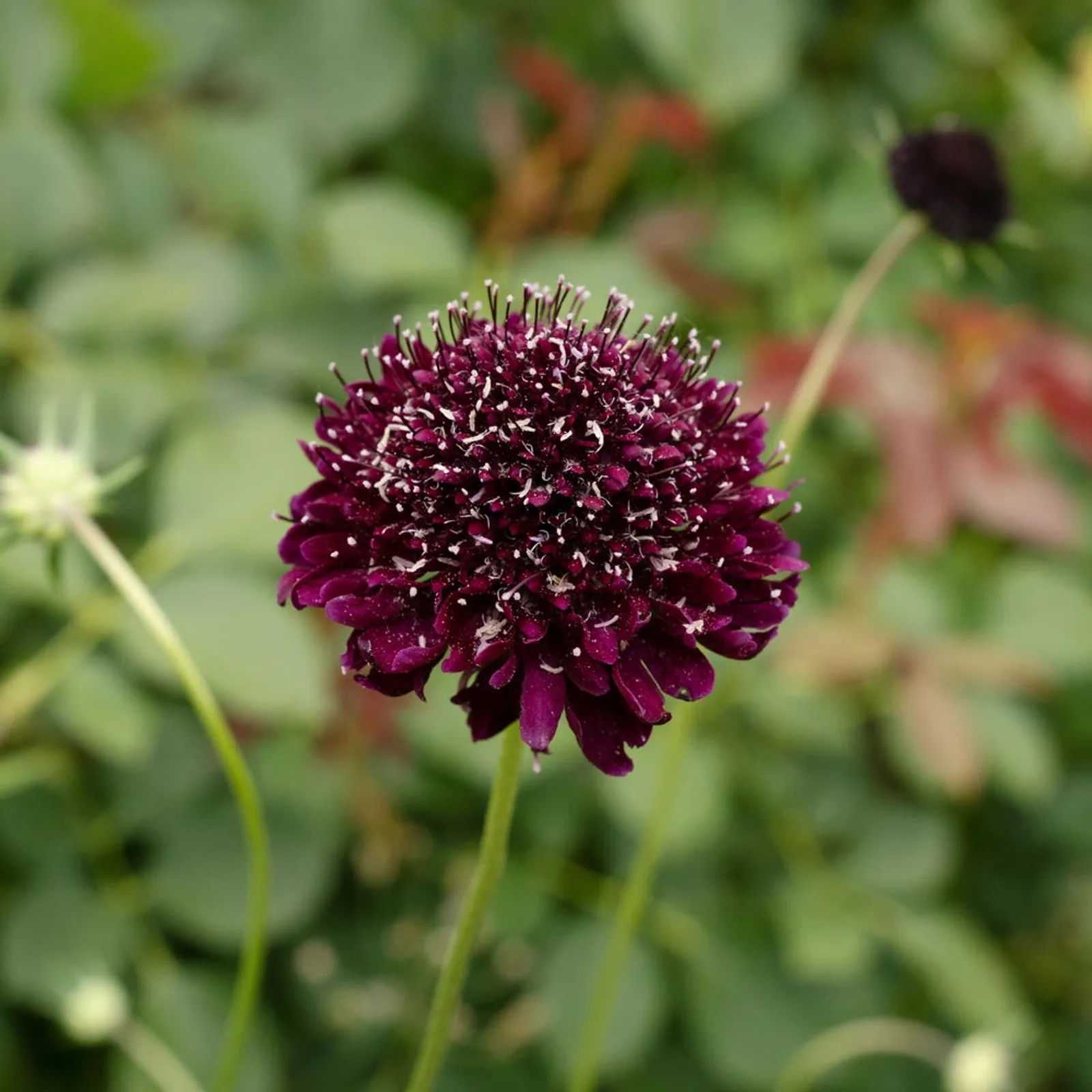 Black Knight Pincushion Flower Scabiosa