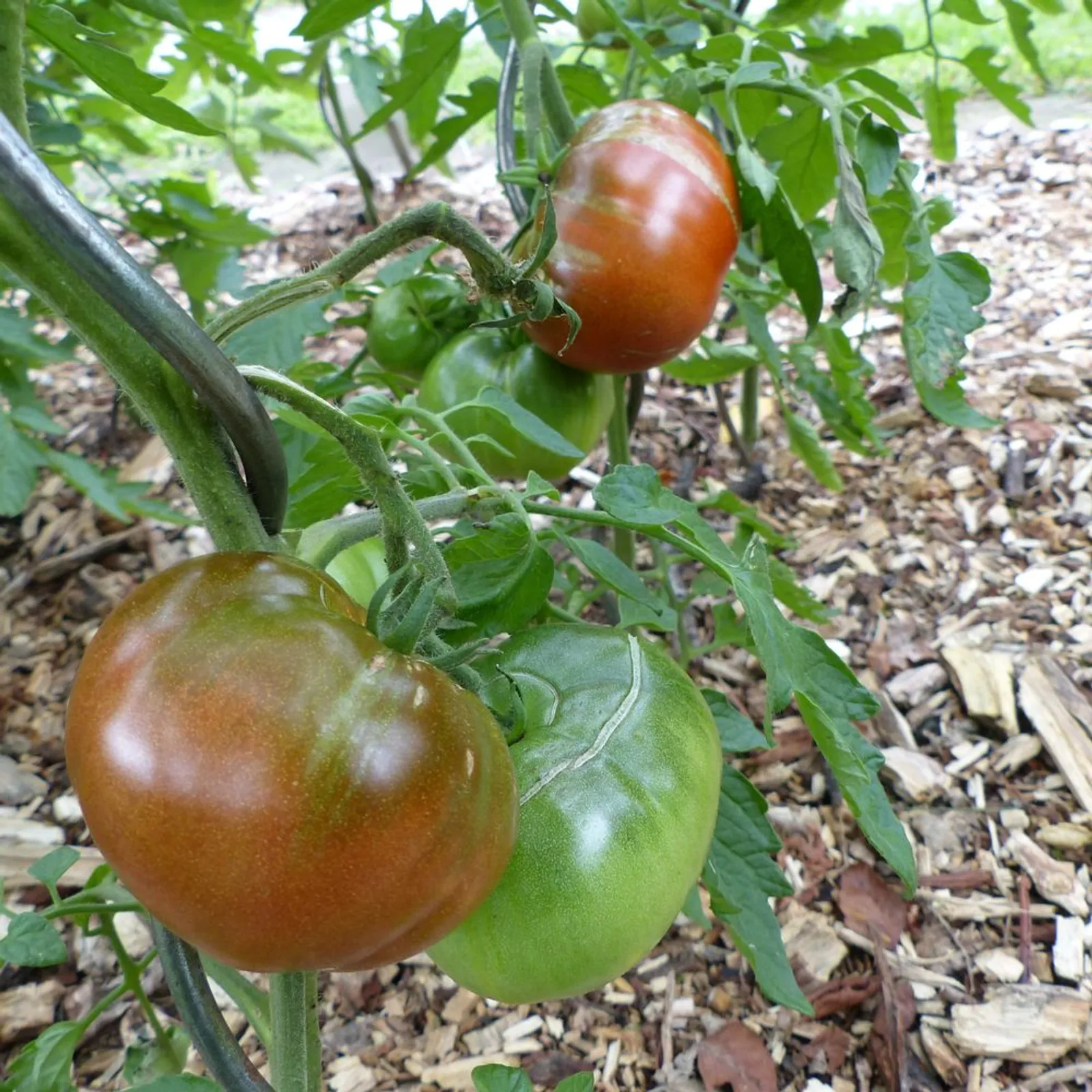 Black Krim Tomatoes