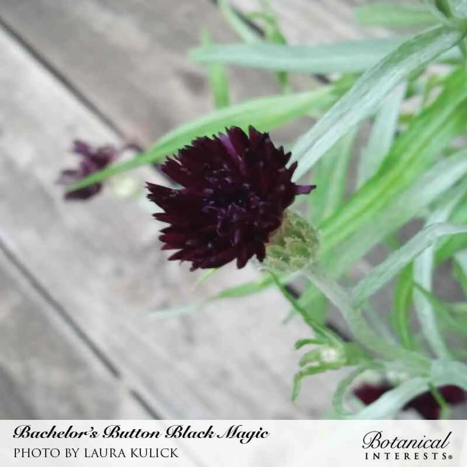 Black Magic Bachelor's Button Cornflower