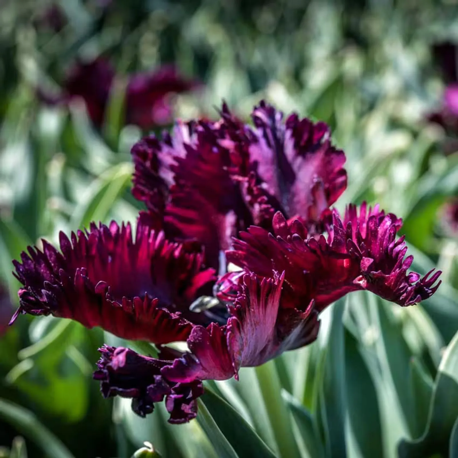 Black Parrot Tulips