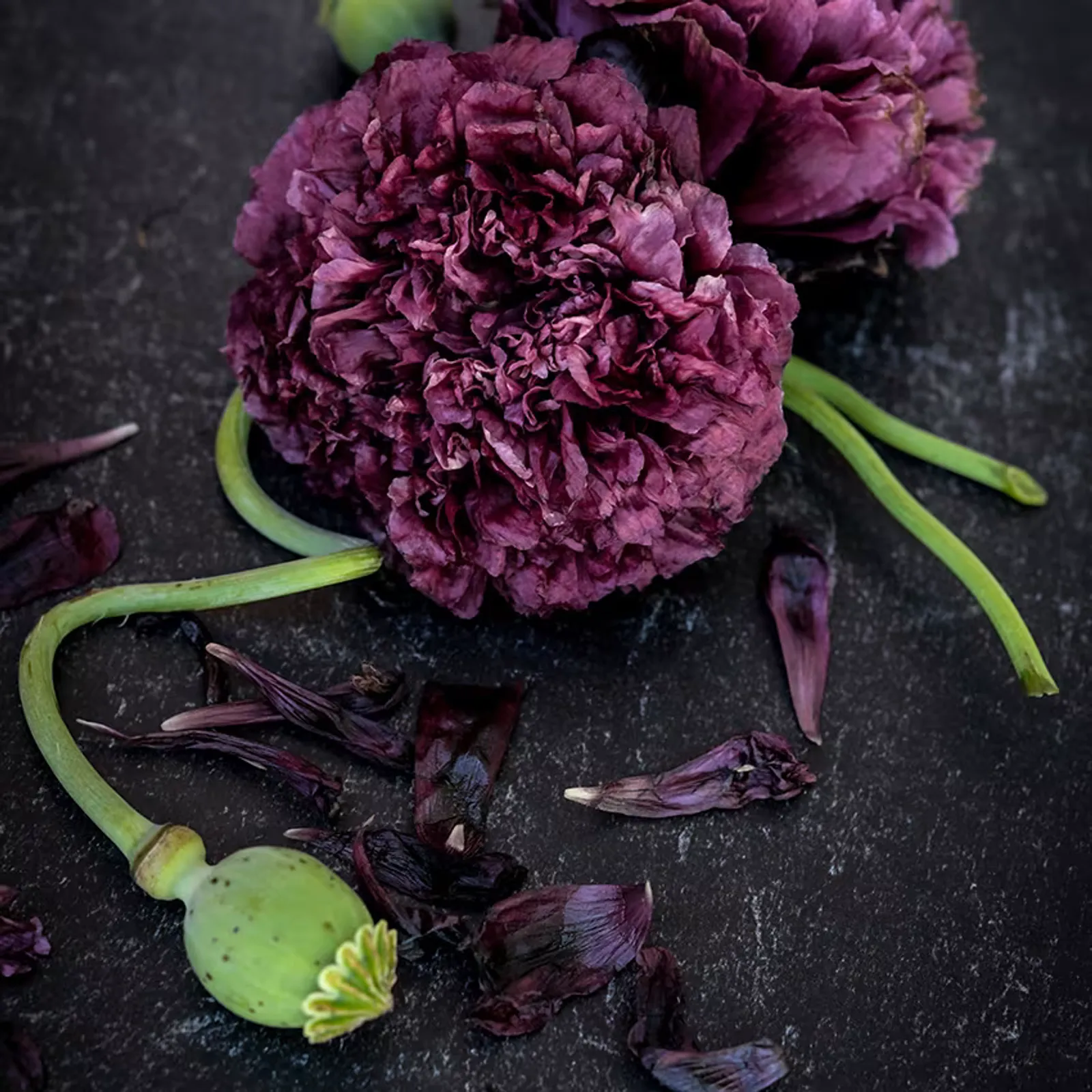 Black Peony California Poppy