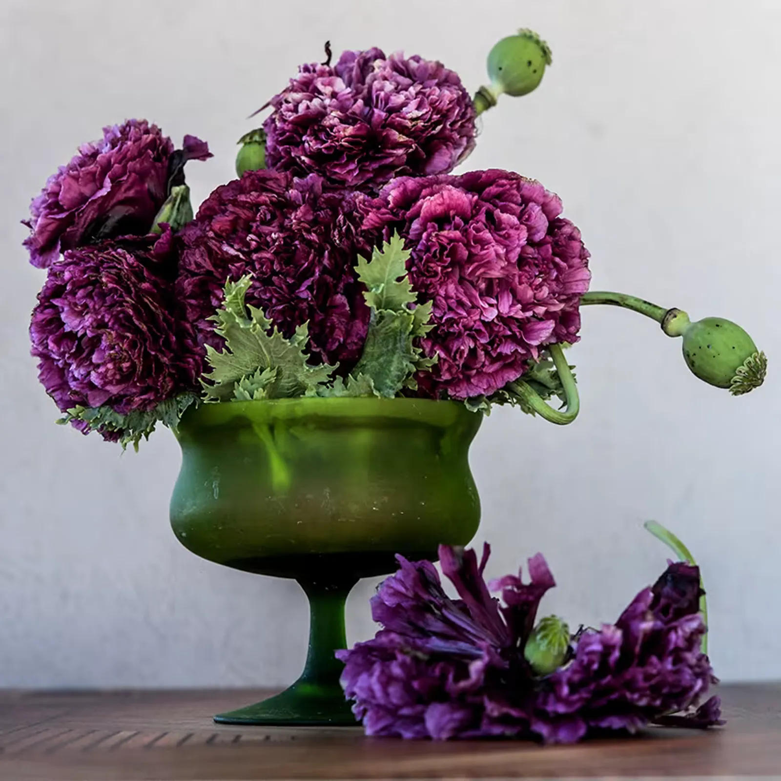 Black Peony Poppies