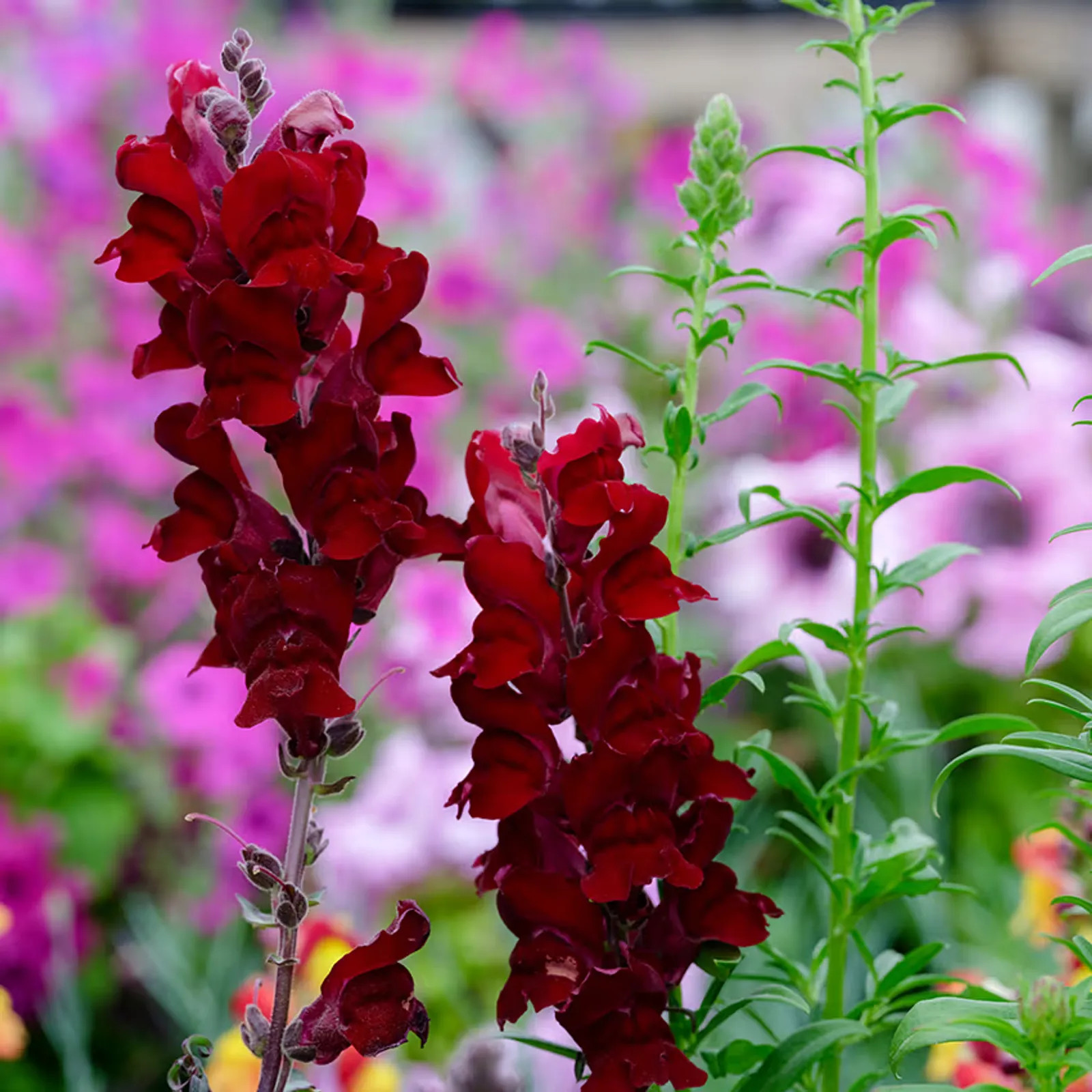 Black Prince Snapdragon