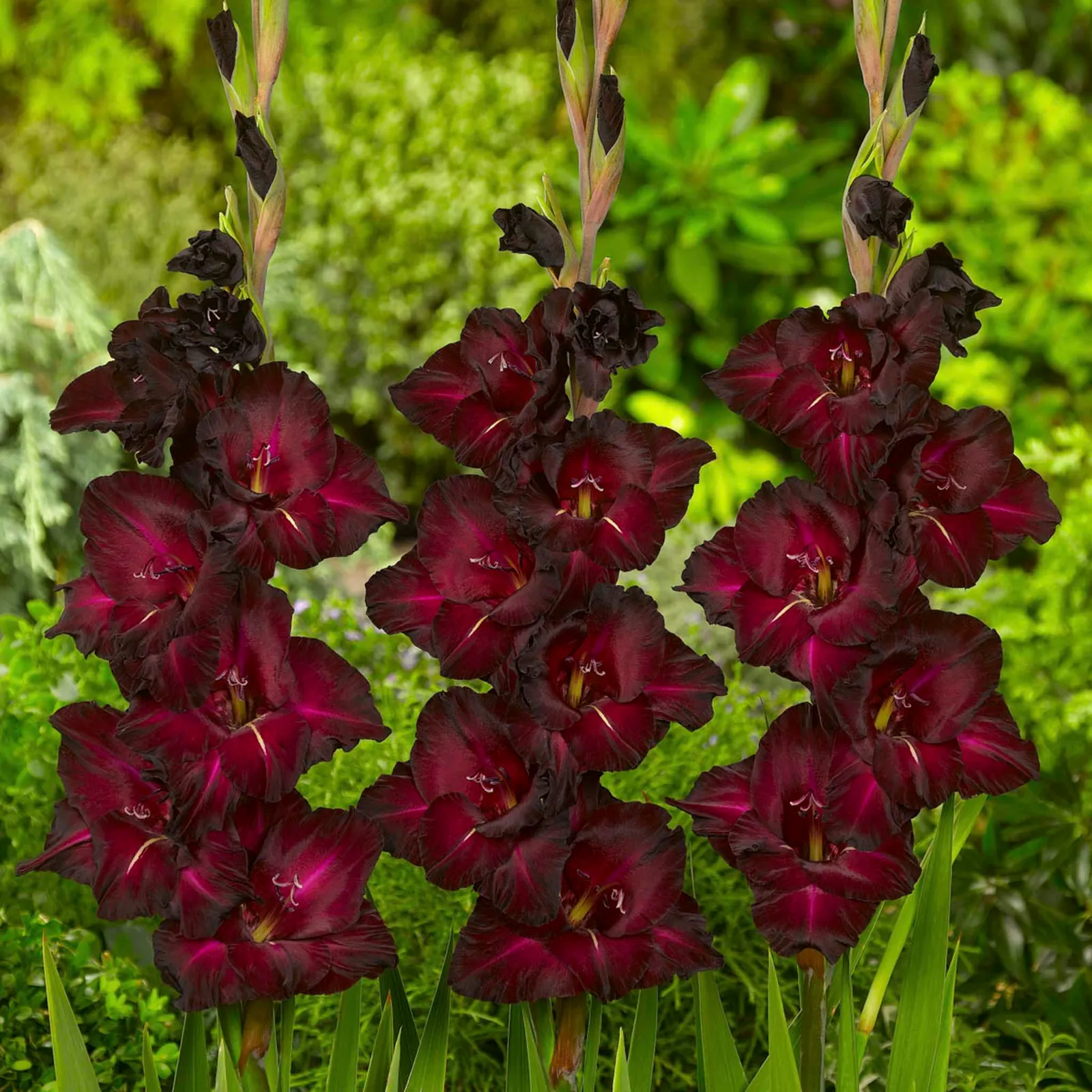 Black Star Gladiolus